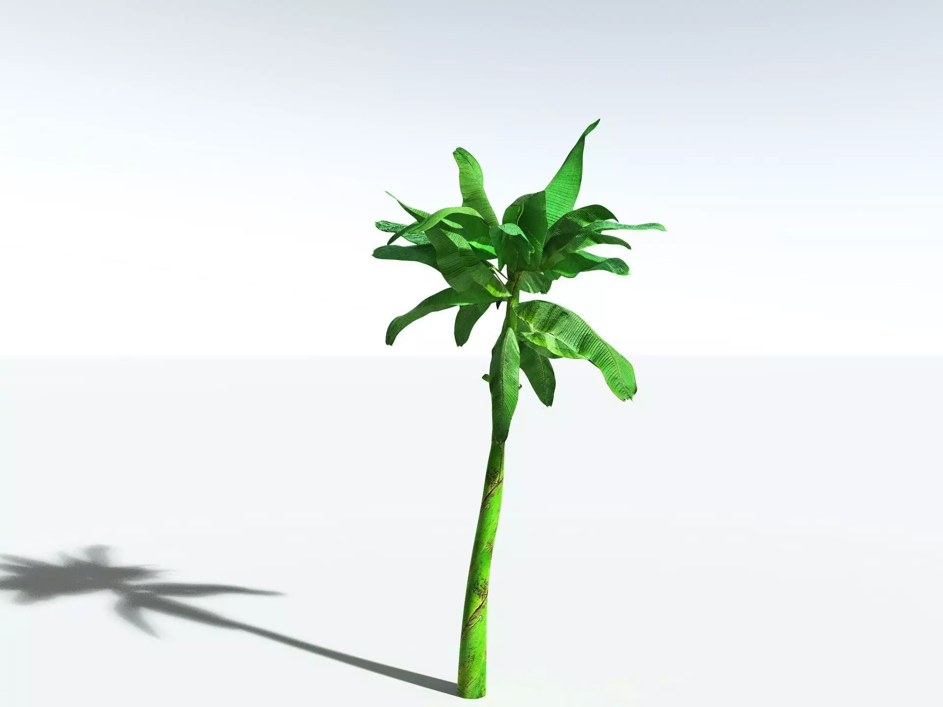 EVERYPlant Banana Plant 3D model_10