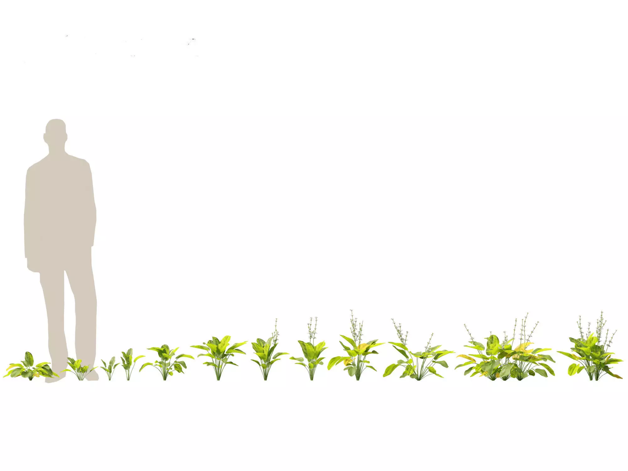 Jungle Foliage Pack 16 3D model_9