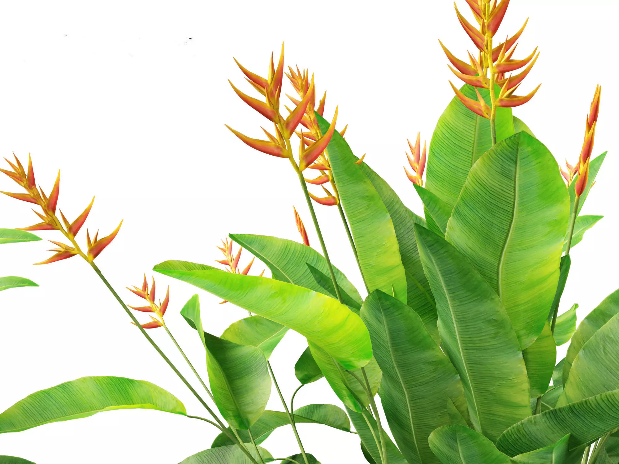 Jungle Foliage Pack 16 3D model_13