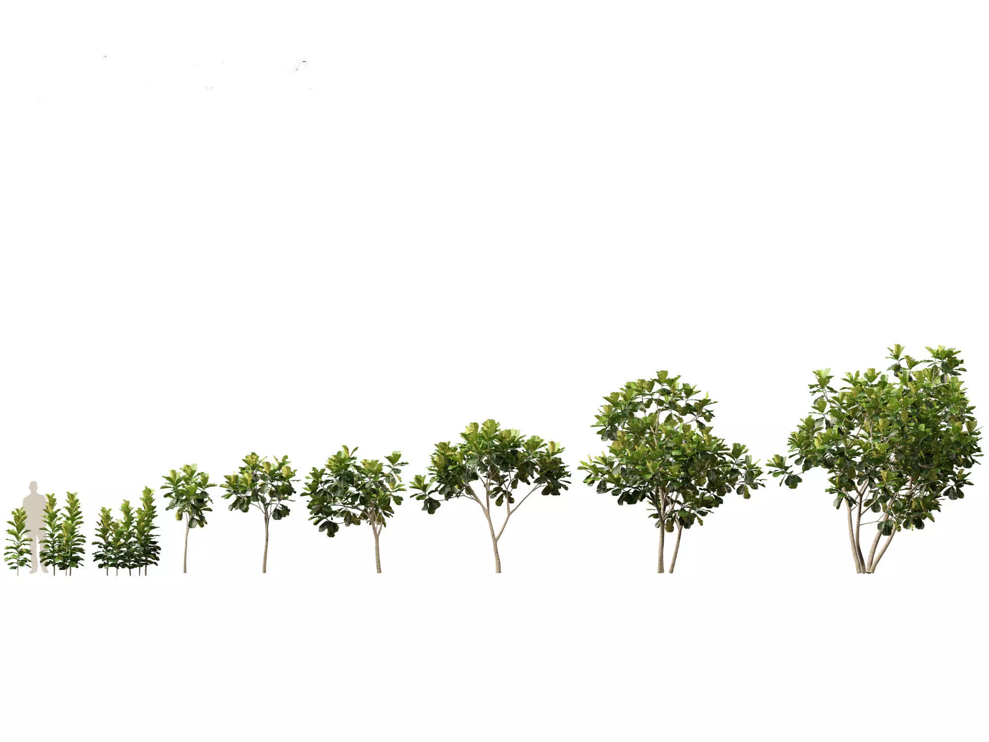 Jungle Foliage Pack 16 3D model_10