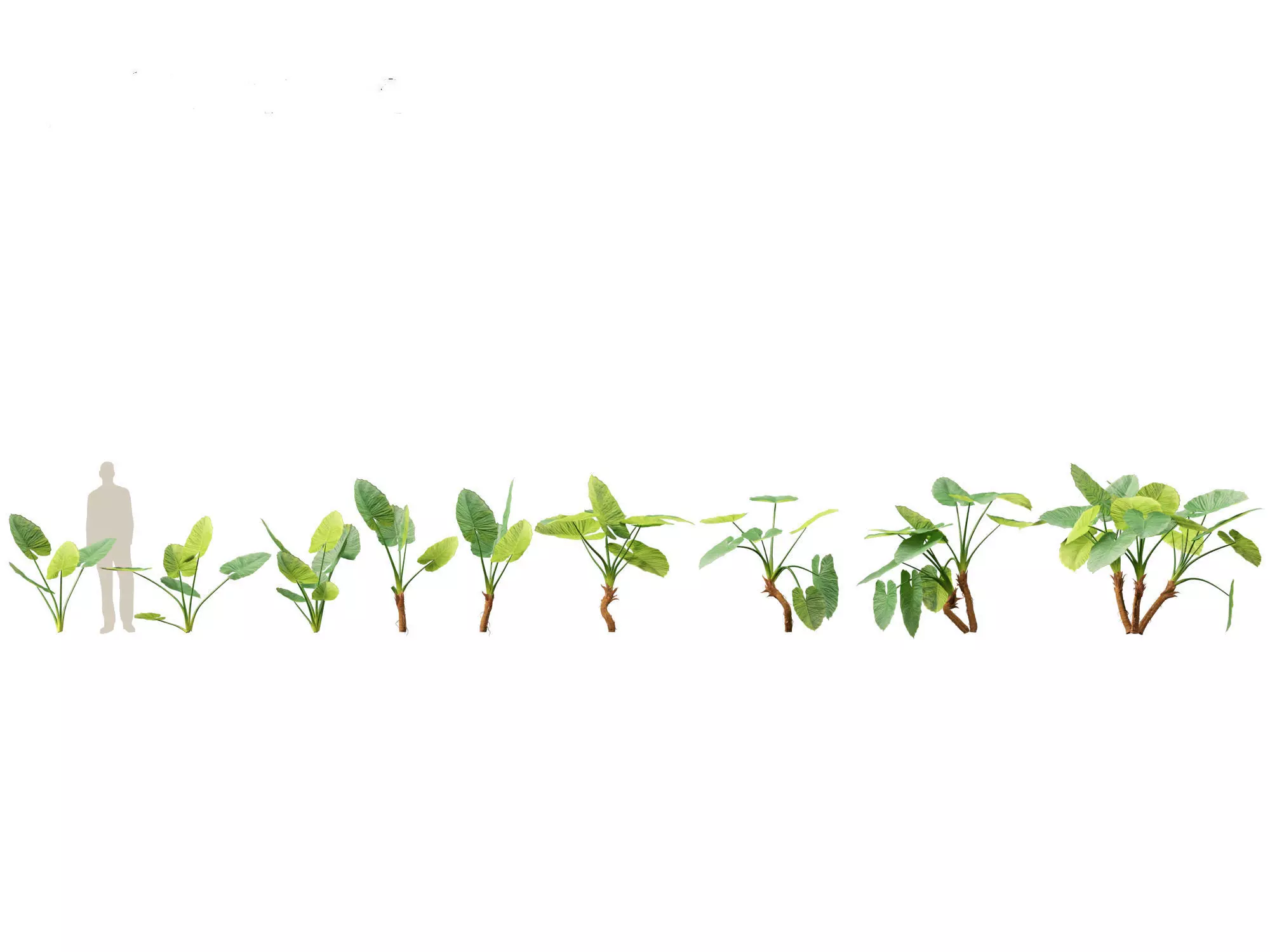 Jungle Foliage Pack 16 3D model_1