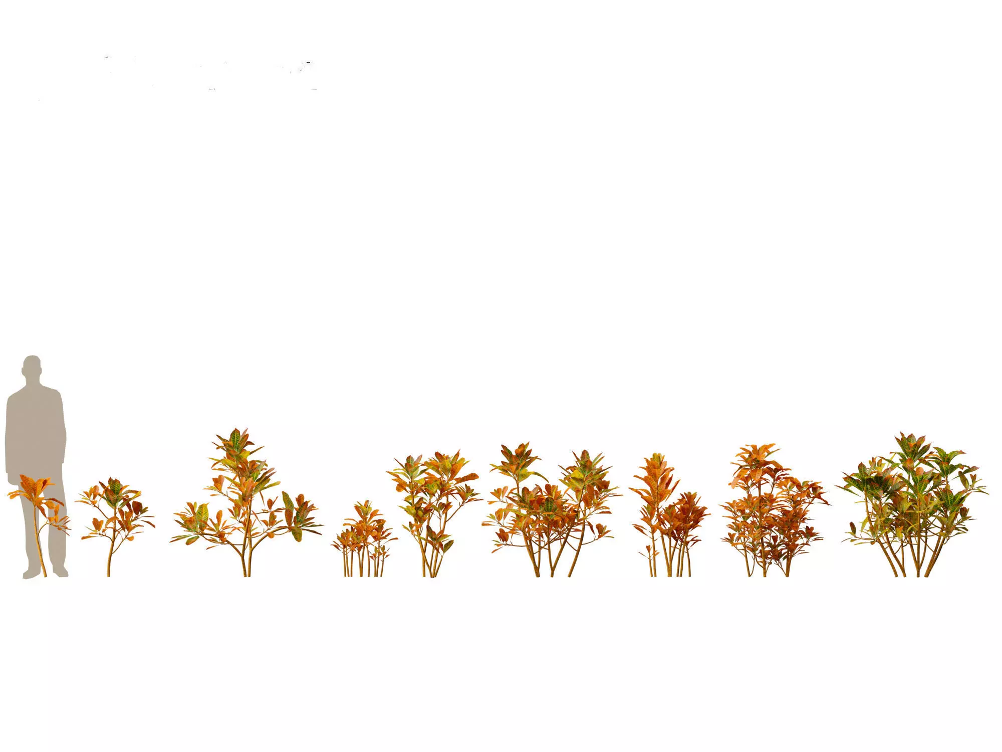 Jungle Foliage Pack 16 3D model_3