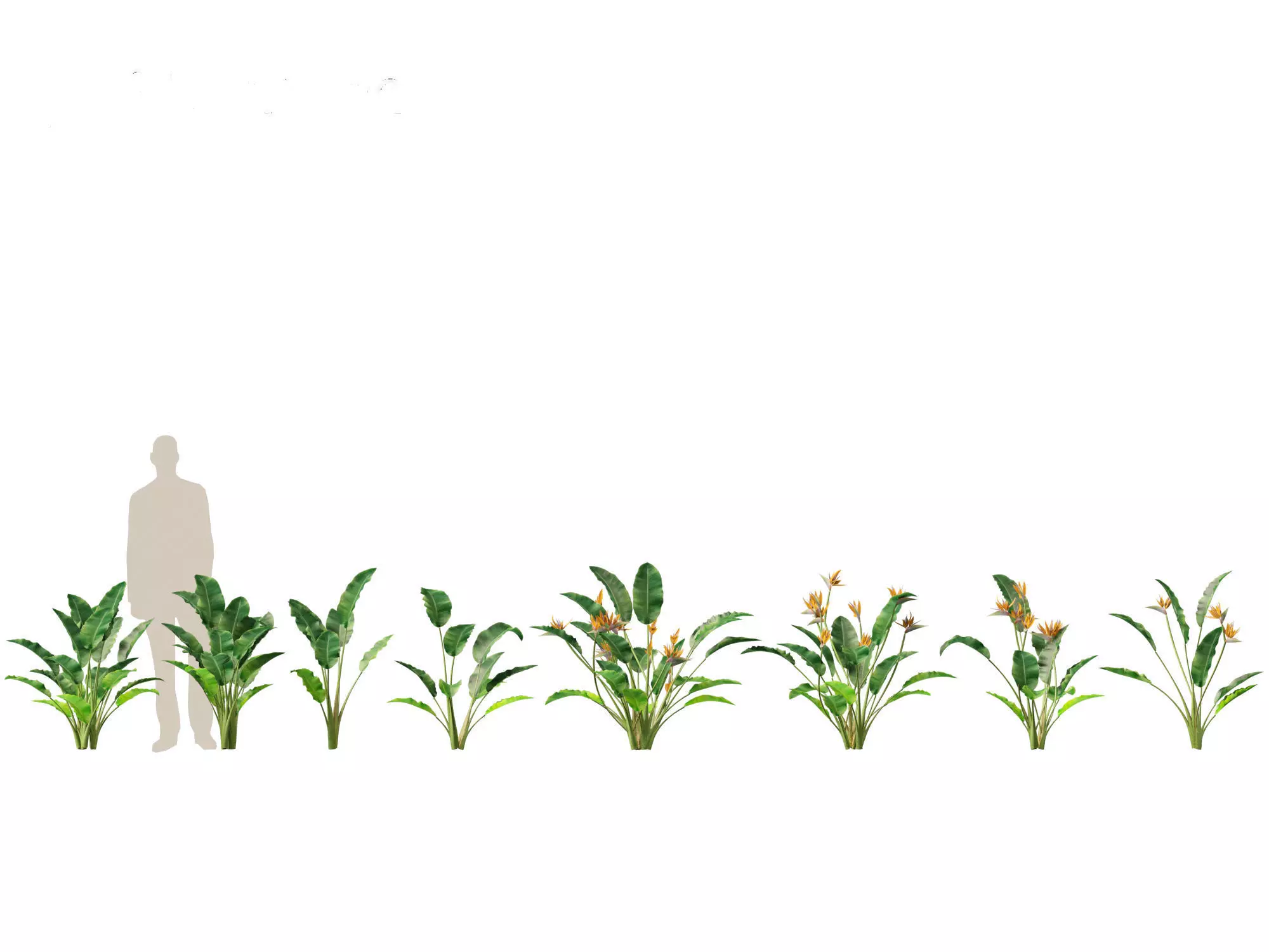 Jungle Foliage Pack 16 3D model_20