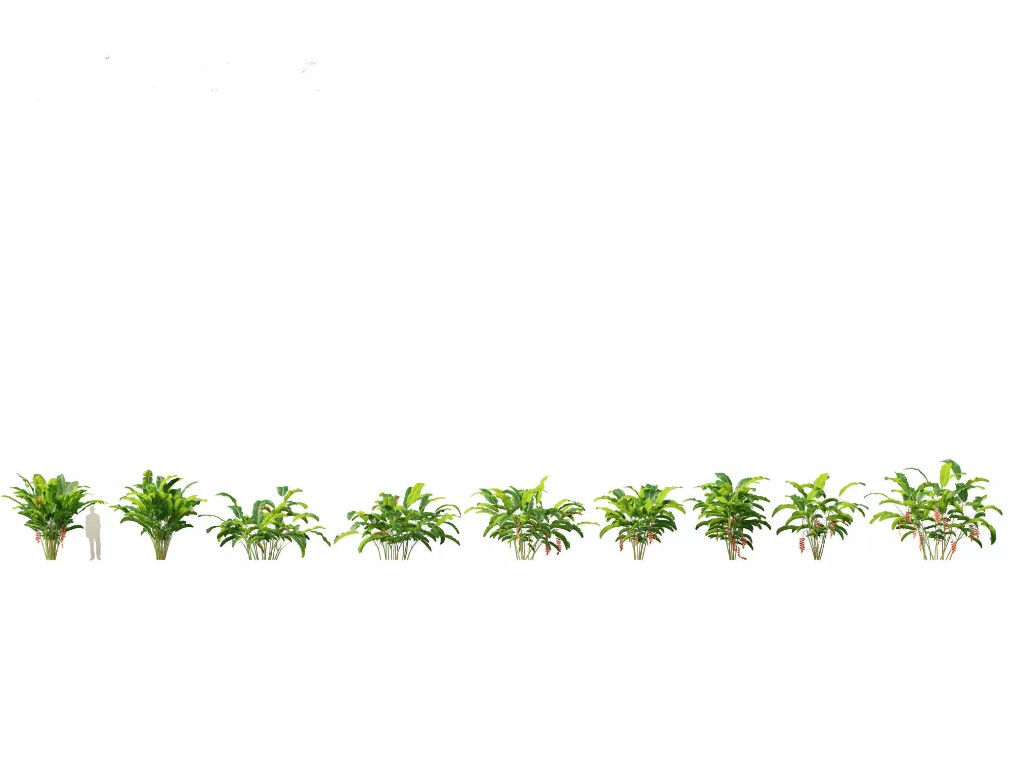 Jungle Foliage Pack 16 3D model_14