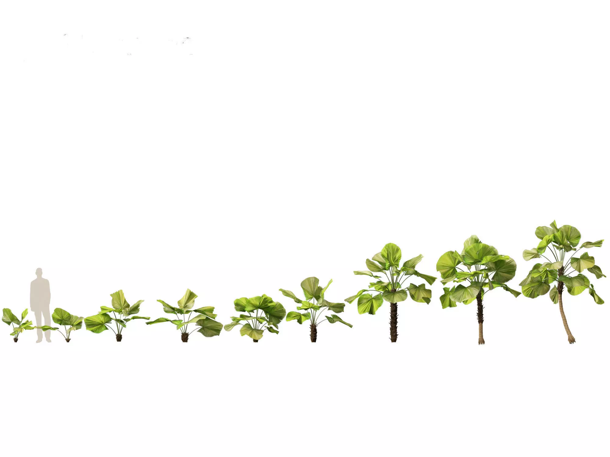 Jungle Foliage Pack 16 3D model_15