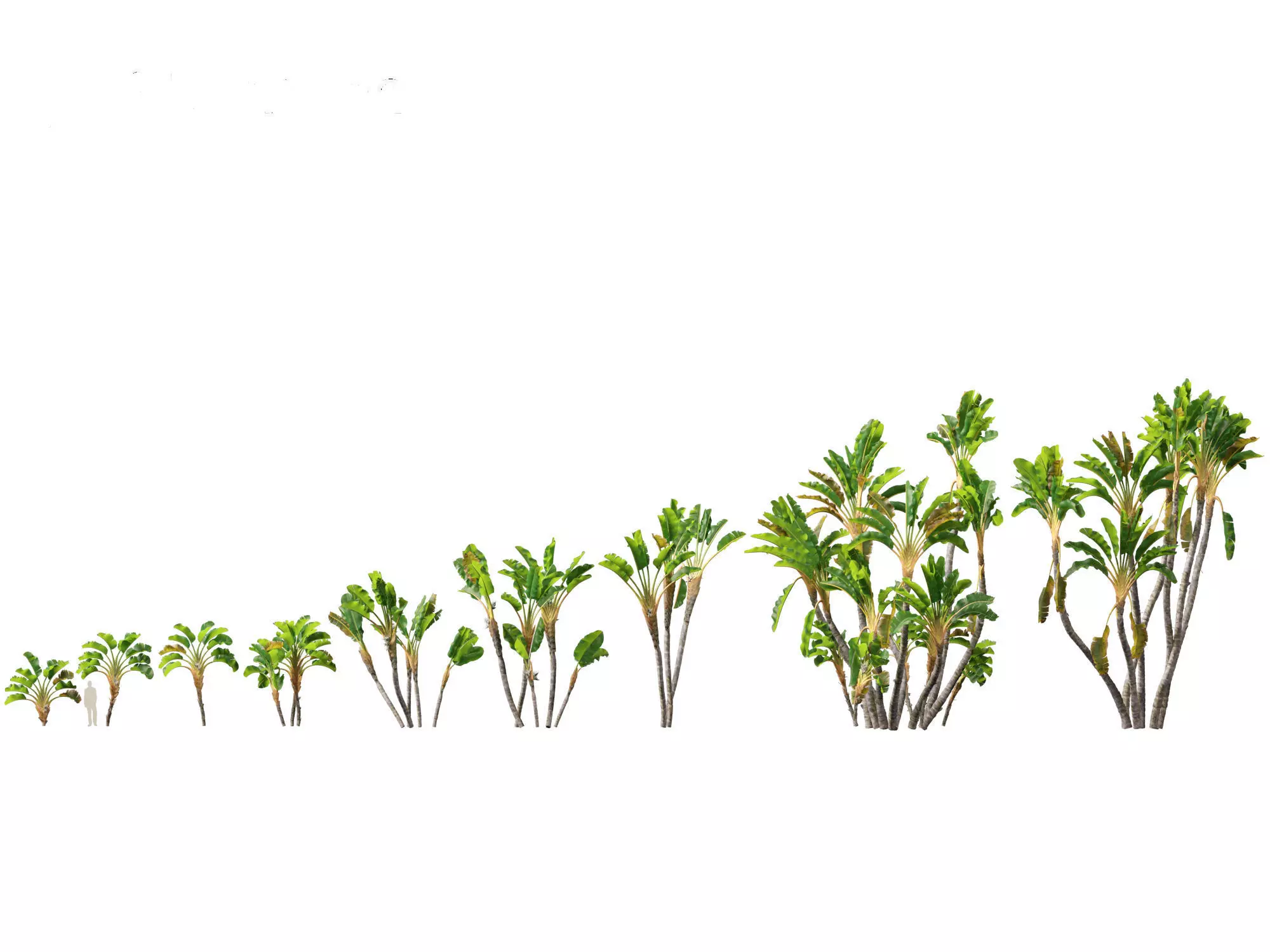 Jungle Foliage Pack 16 3D model_18