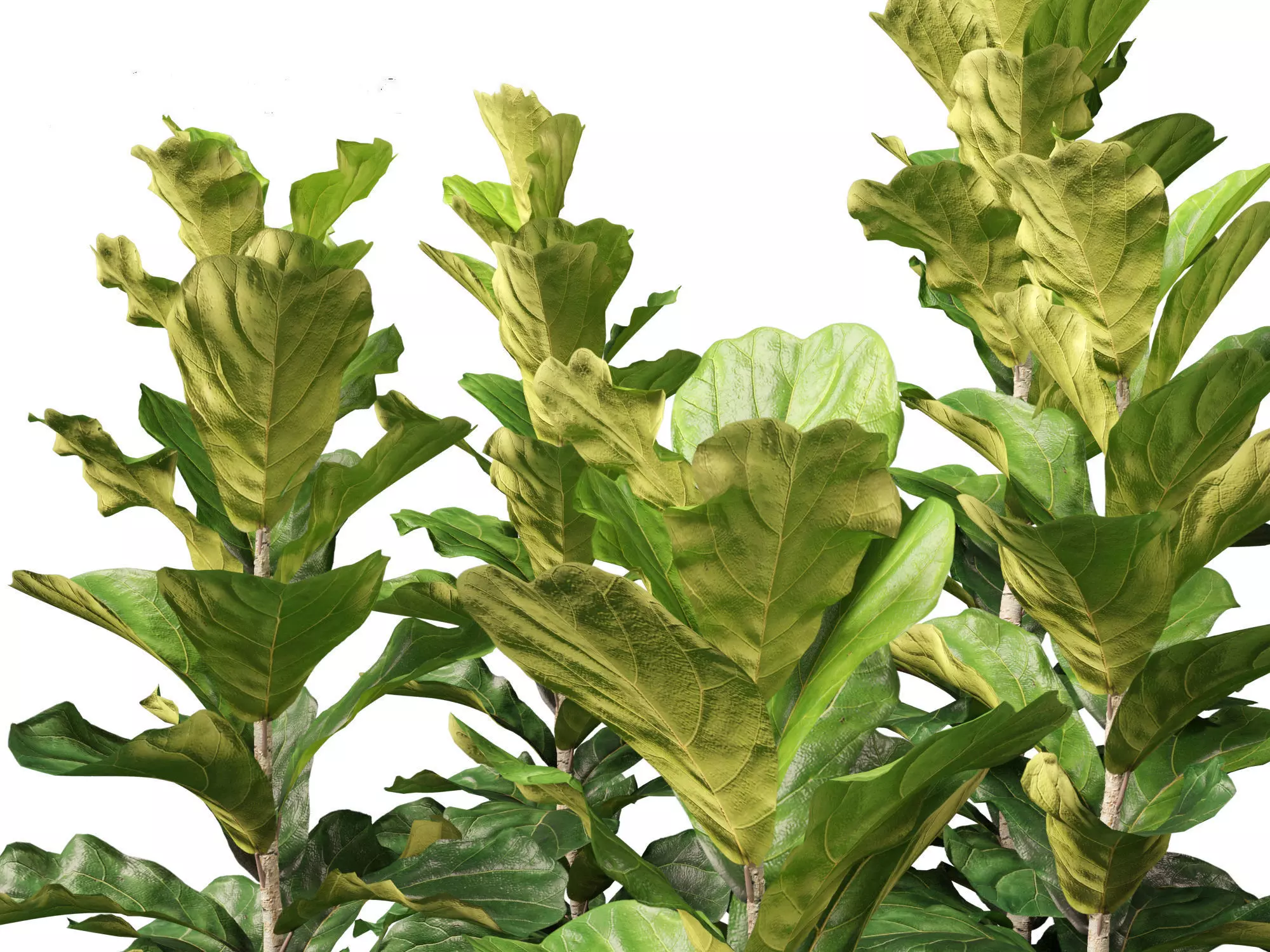 Jungle Foliage Pack 16 3D model_11