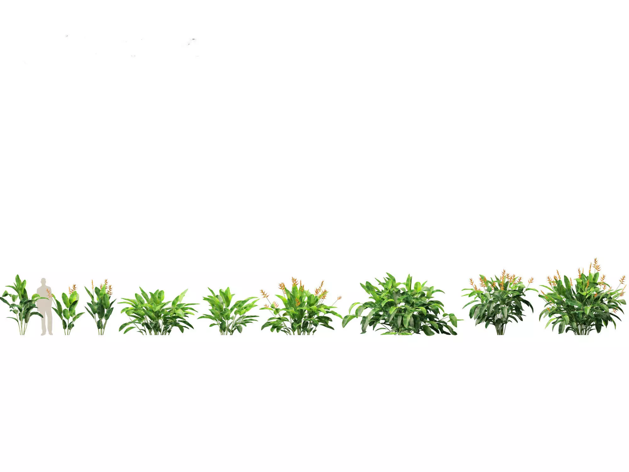 Jungle Foliage Pack 16 3D model_12