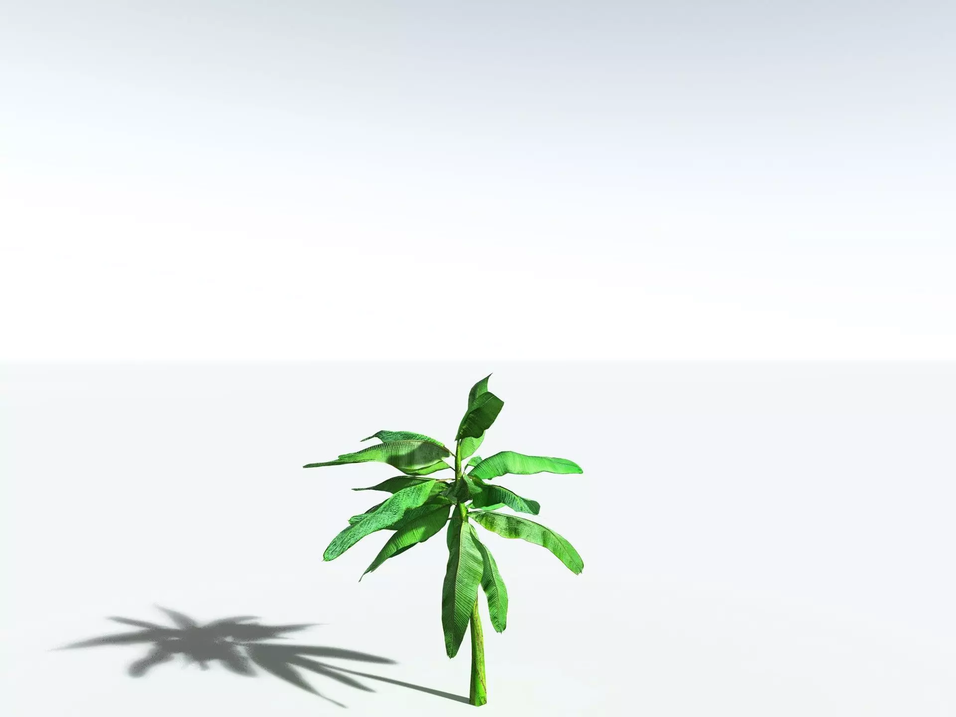 EVERYPlant Banana Plant LowPoly Low-poly 3D model_32