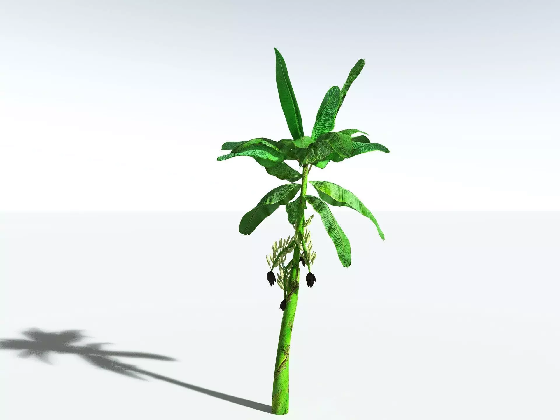 EVERYPlant Banana Plant LowPoly Low-poly 3D model_0