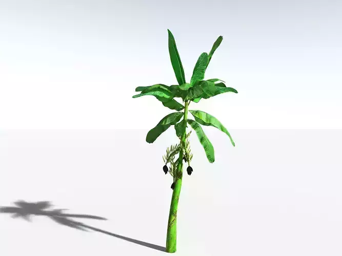 EVERYPlant Banana Plant LowPoly Low-poly 3D model