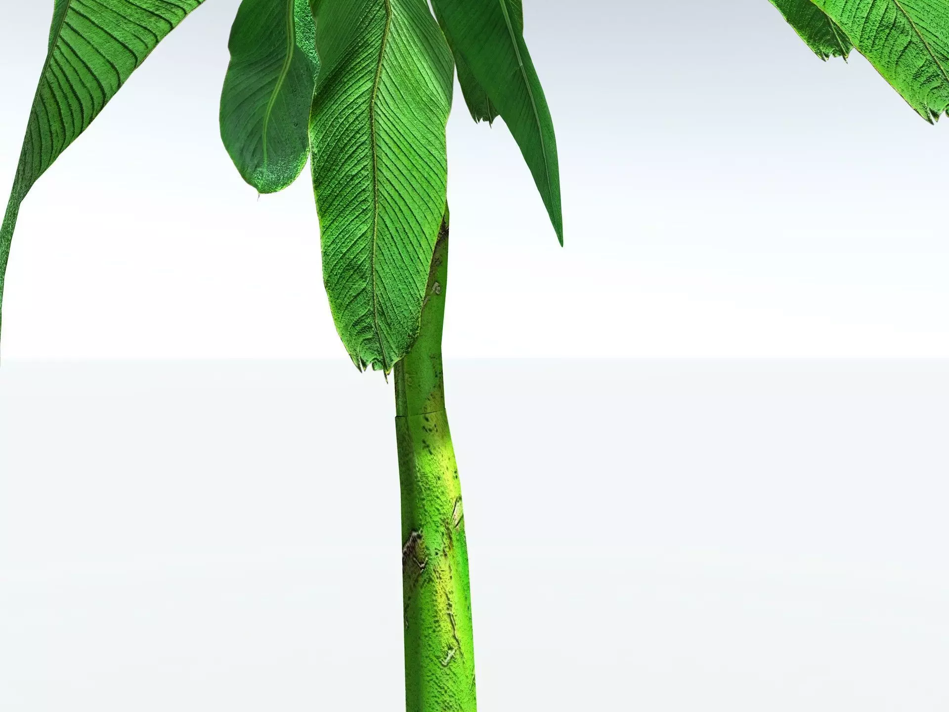 EVERYPlant Banana Plant LowPoly Low-poly 3D model_13