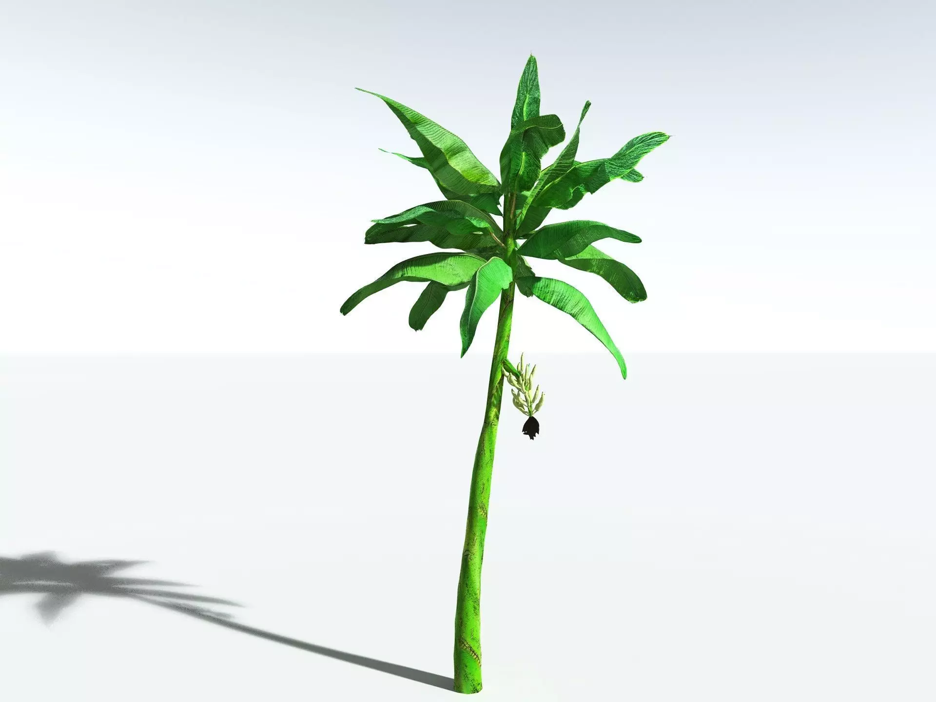 EVERYPlant Banana Plant LowPoly Low-poly 3D model_8