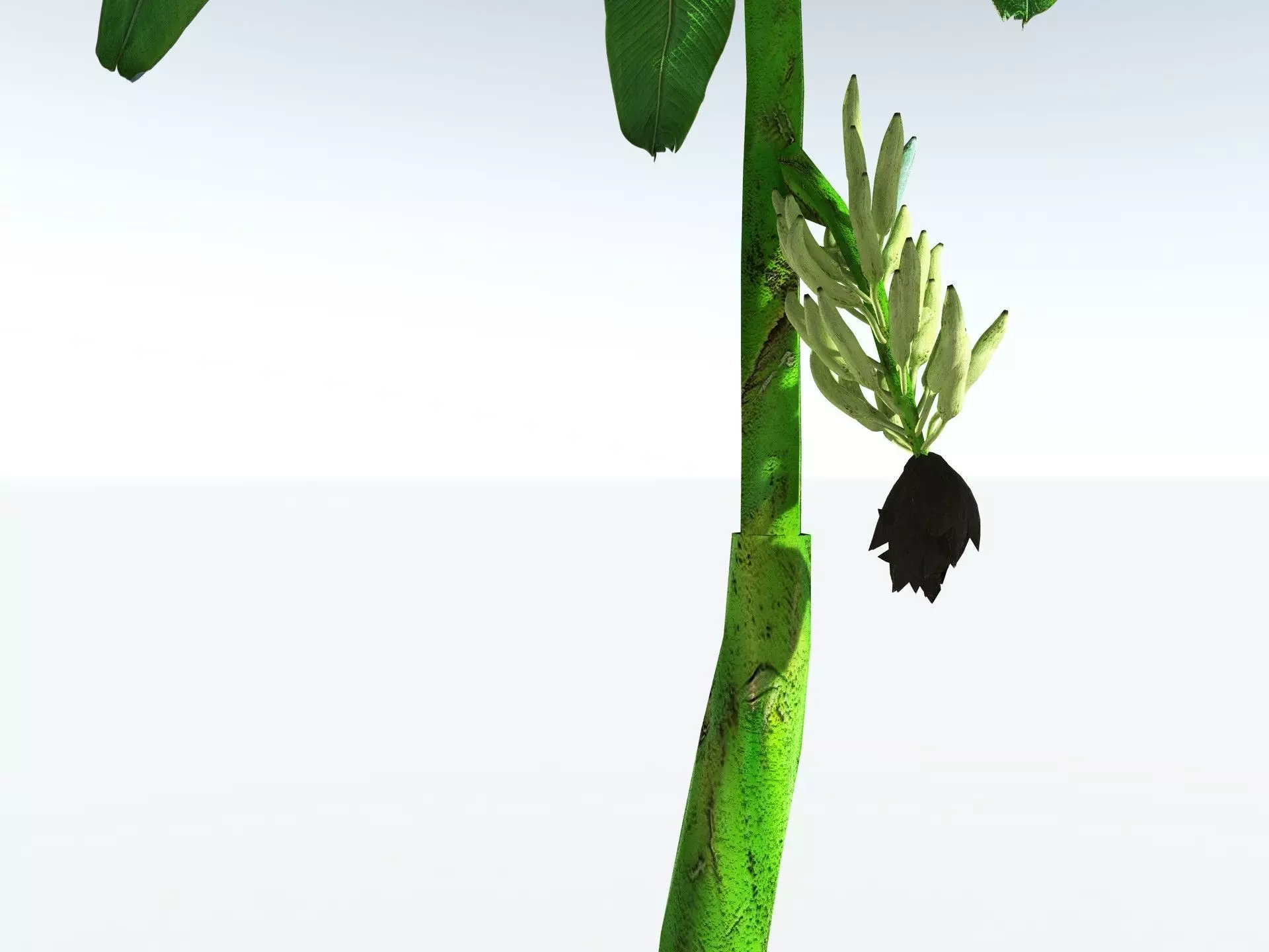 EVERYPlant Banana Plant LowPoly Low-poly 3D model_29
