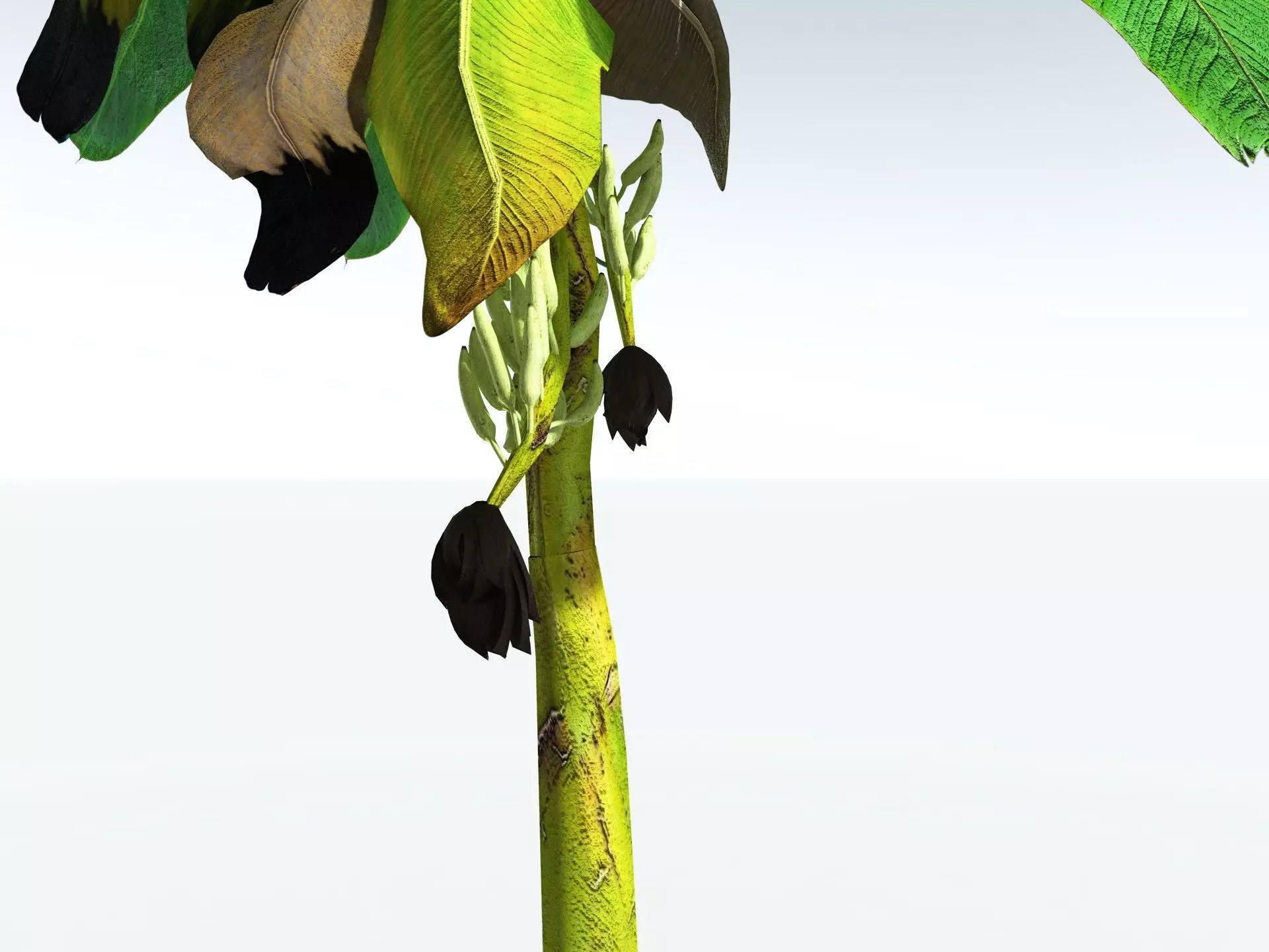 EVERYPlant Banana Plant LowPoly Low-poly 3D model_23