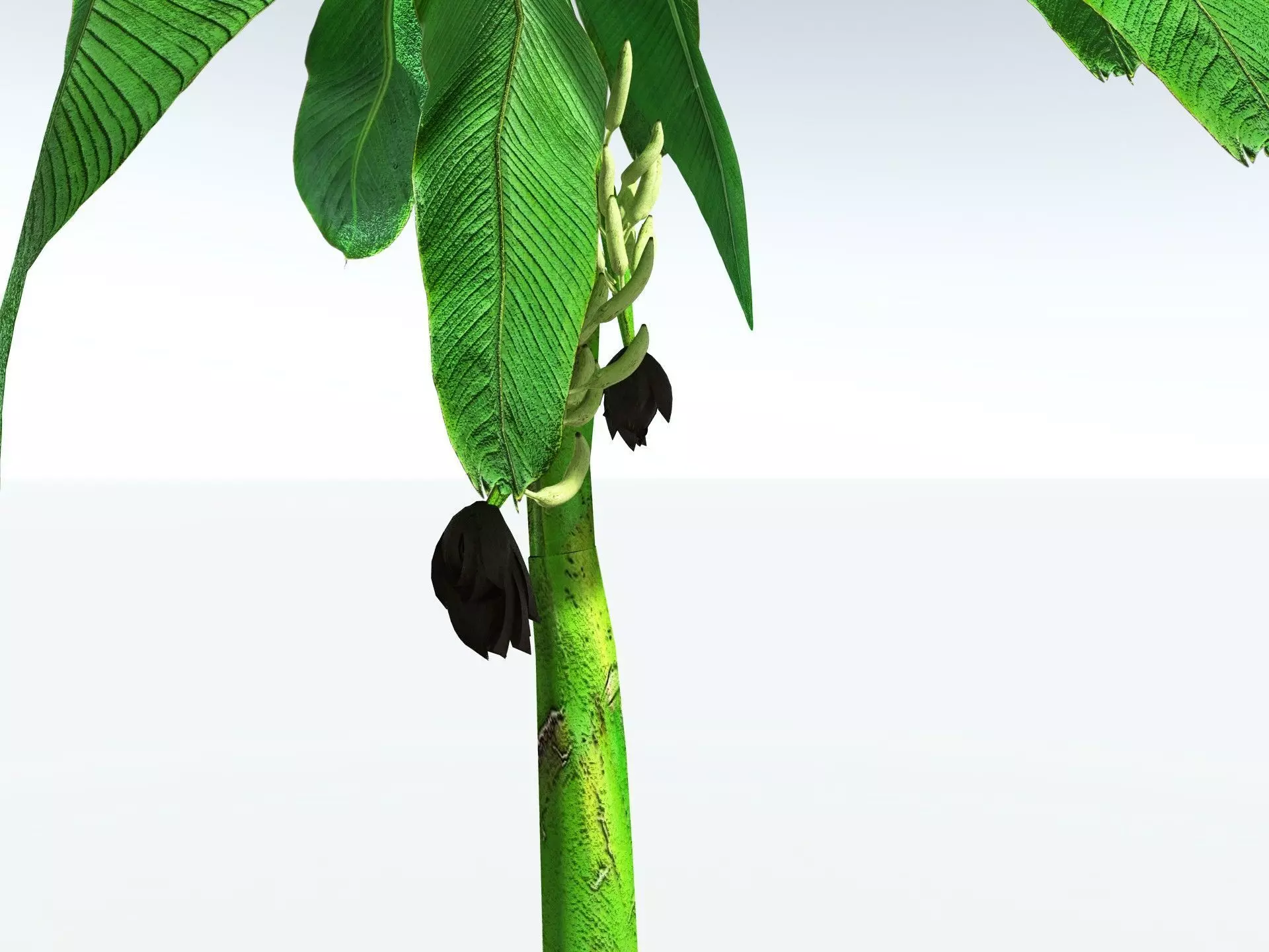 EVERYPlant Banana Plant LowPoly Low-poly 3D model_3