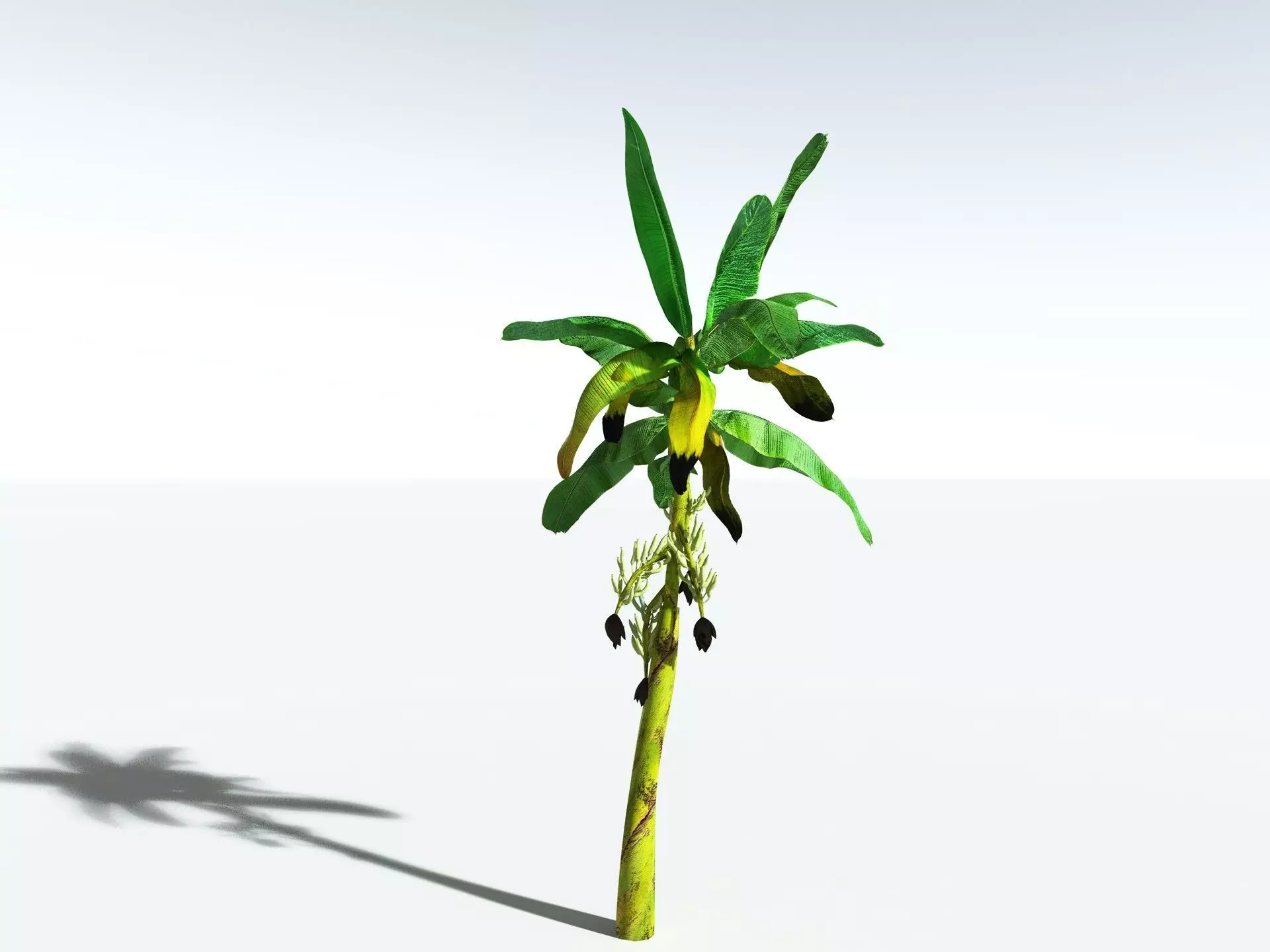 EVERYPlant Banana Plant LowPoly Low-poly 3D model_20