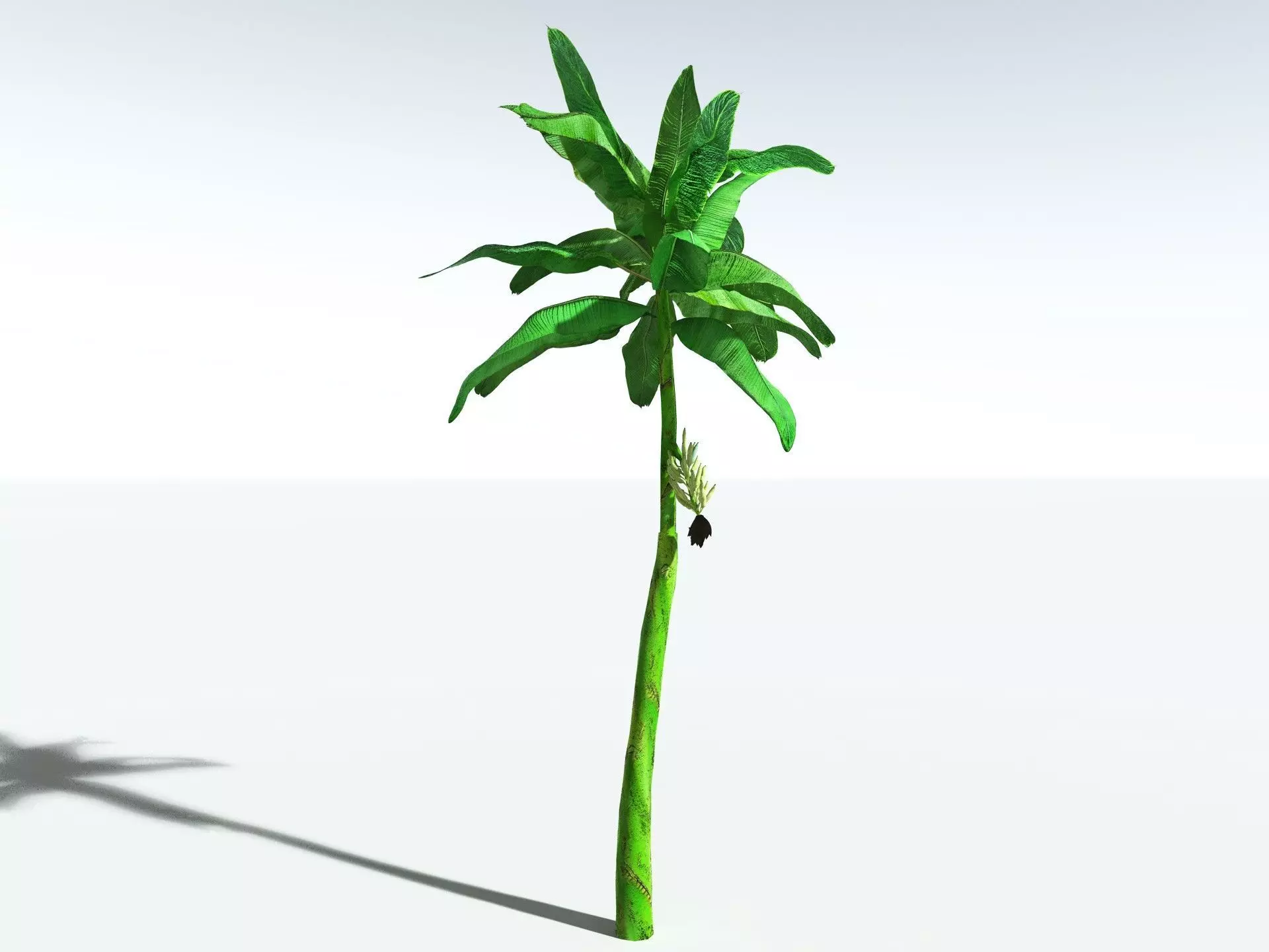 EVERYPlant Banana Plant LowPoly Low-poly 3D model_28