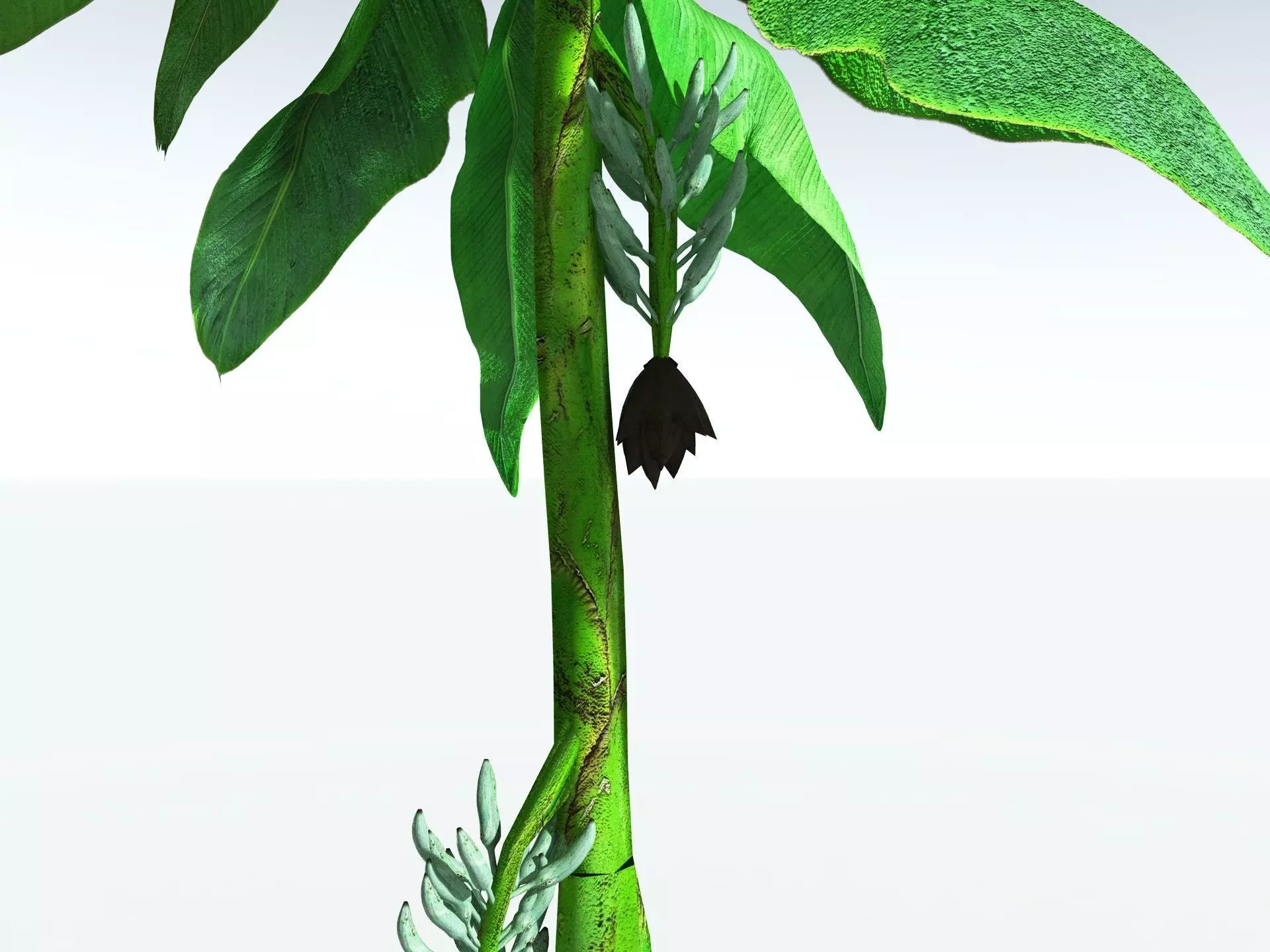 EVERYPlant Banana Plant LowPoly Low-poly 3D model_17