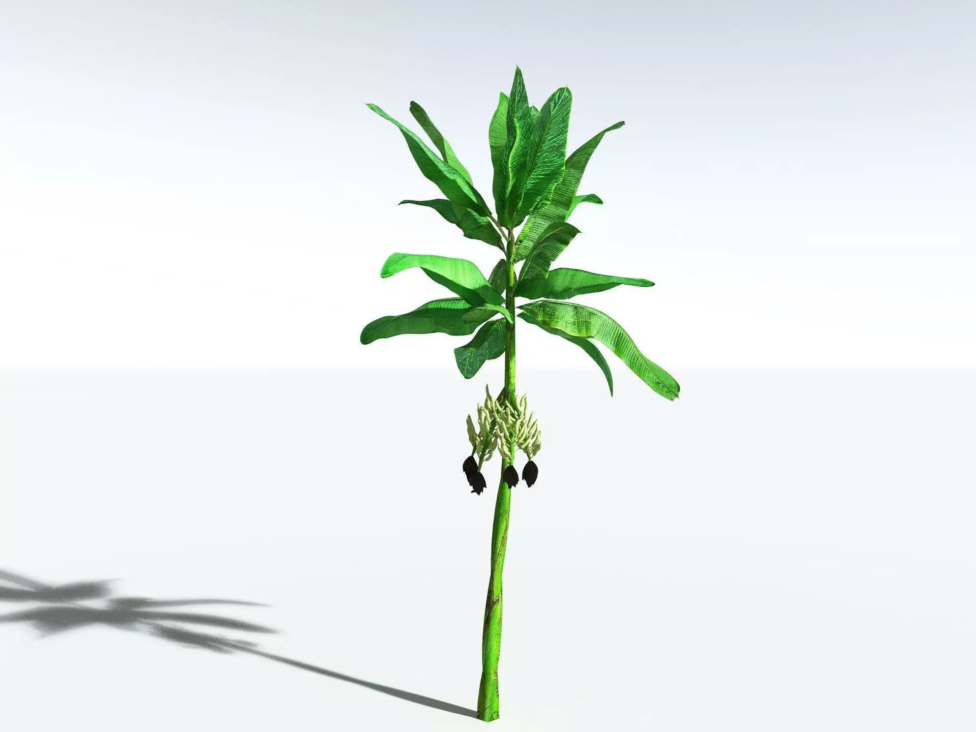 EVERYPlant Banana Plant LowPoly Low-poly 3D model_4
