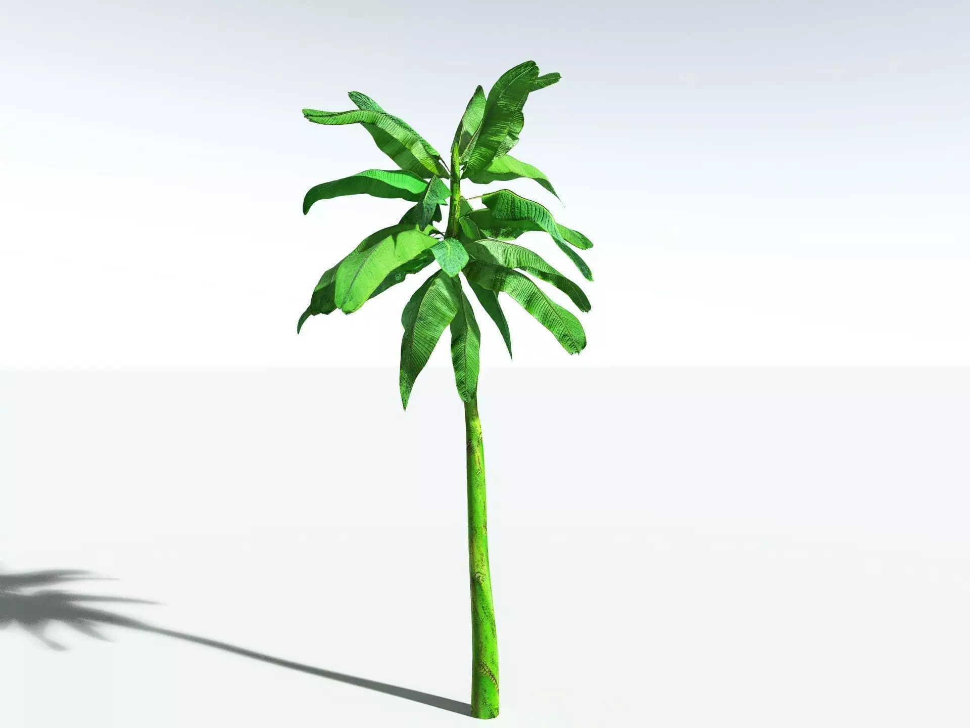 EVERYPlant Banana Plant LowPoly Low-poly 3D model_12