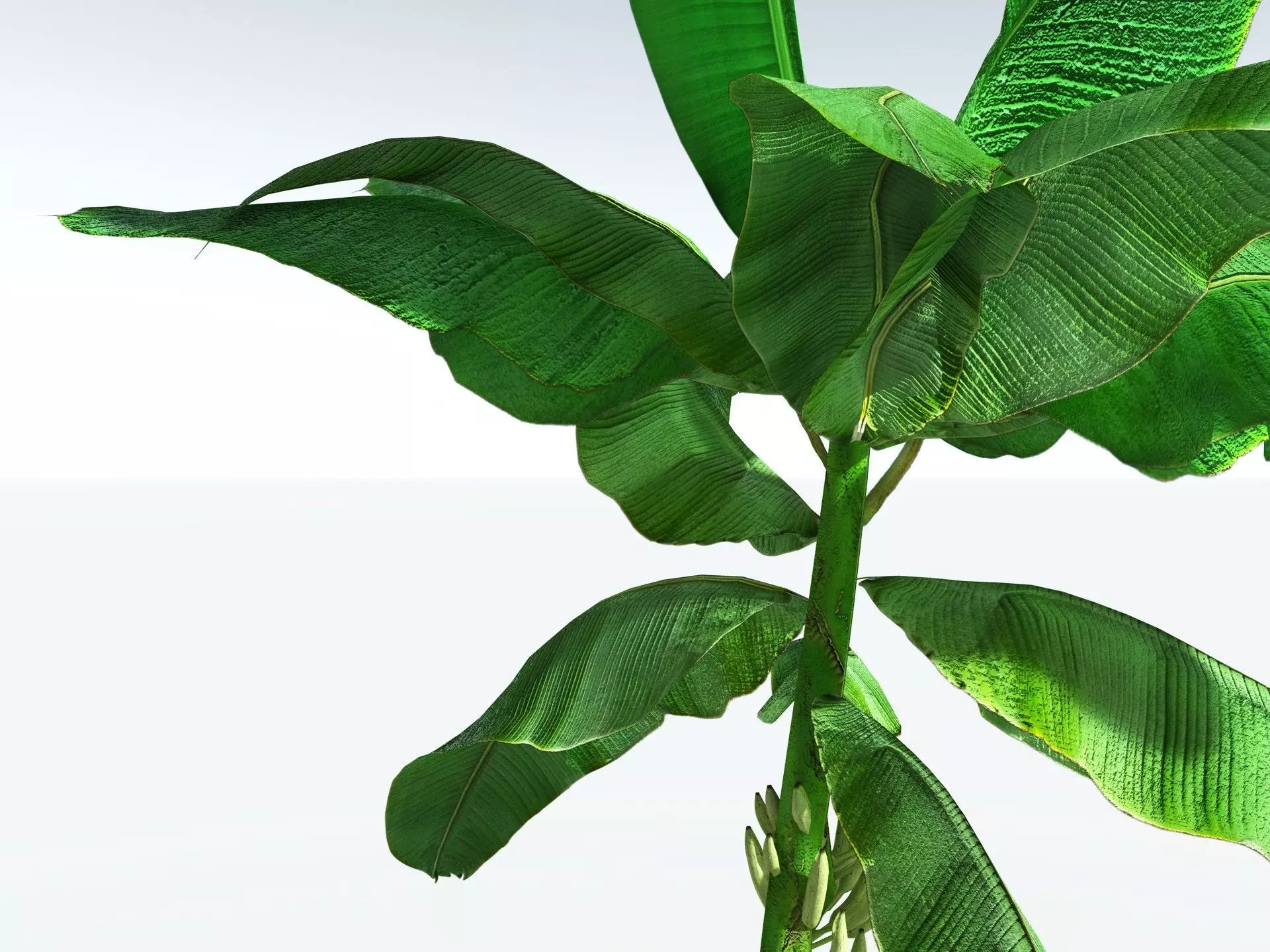 EVERYPlant Banana Plant LowPoly Low-poly 3D model_31
