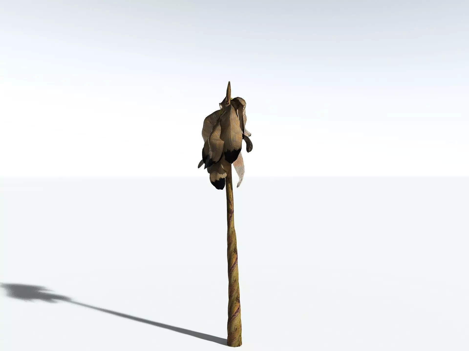 EVERYPlant Banana Plant LowPoly Low-poly 3D model_26