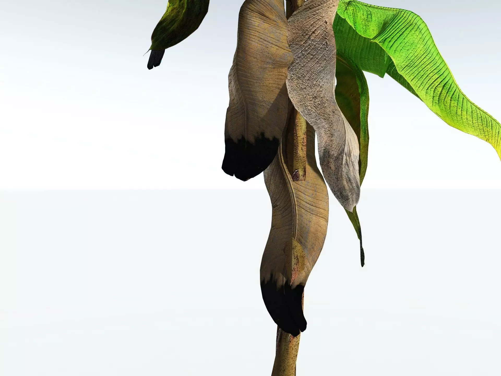 EVERYPlant Banana Plant LowPoly Low-poly 3D model_25