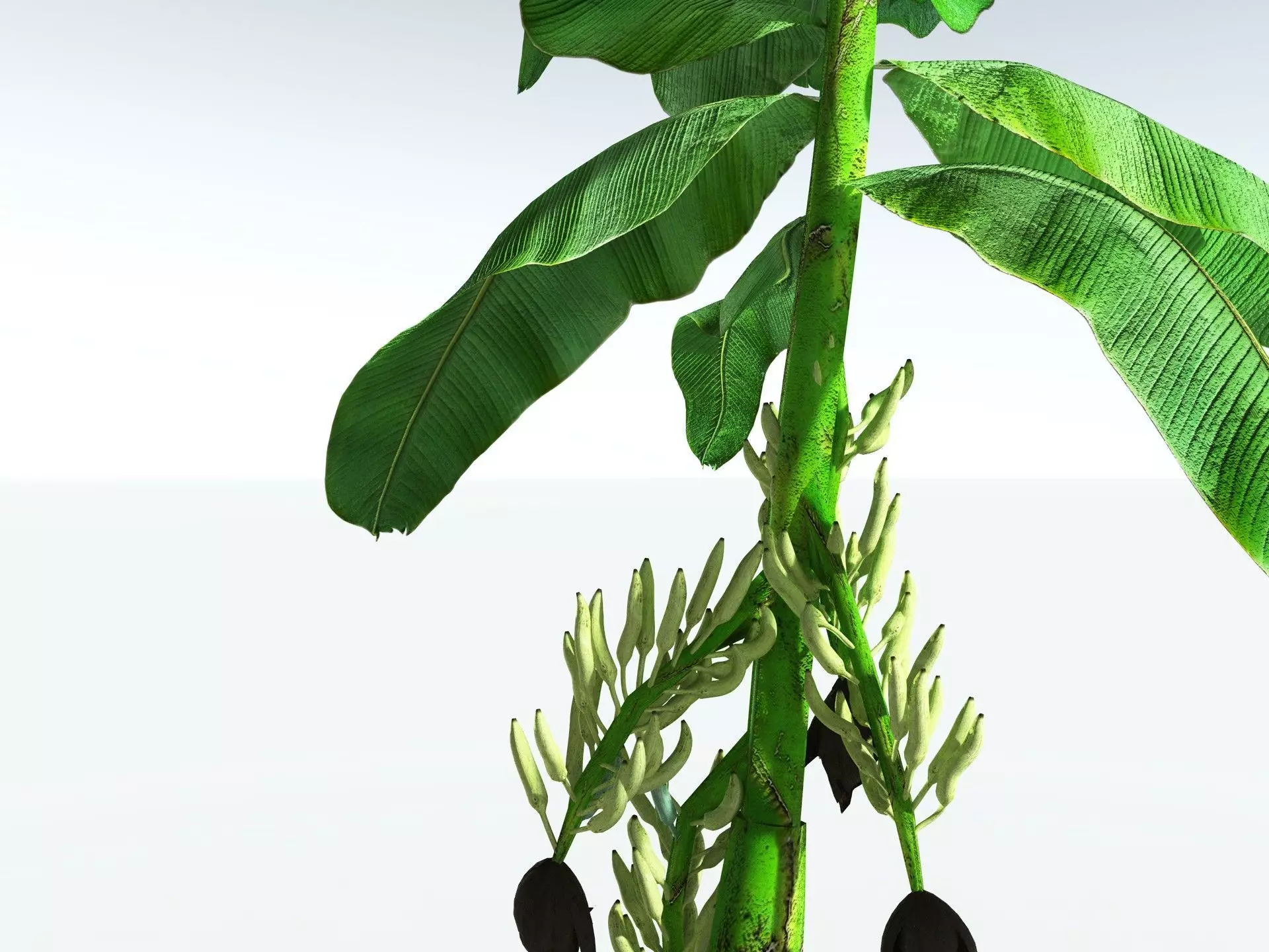 EVERYPlant Banana Plant LowPoly Low-poly 3D model_1