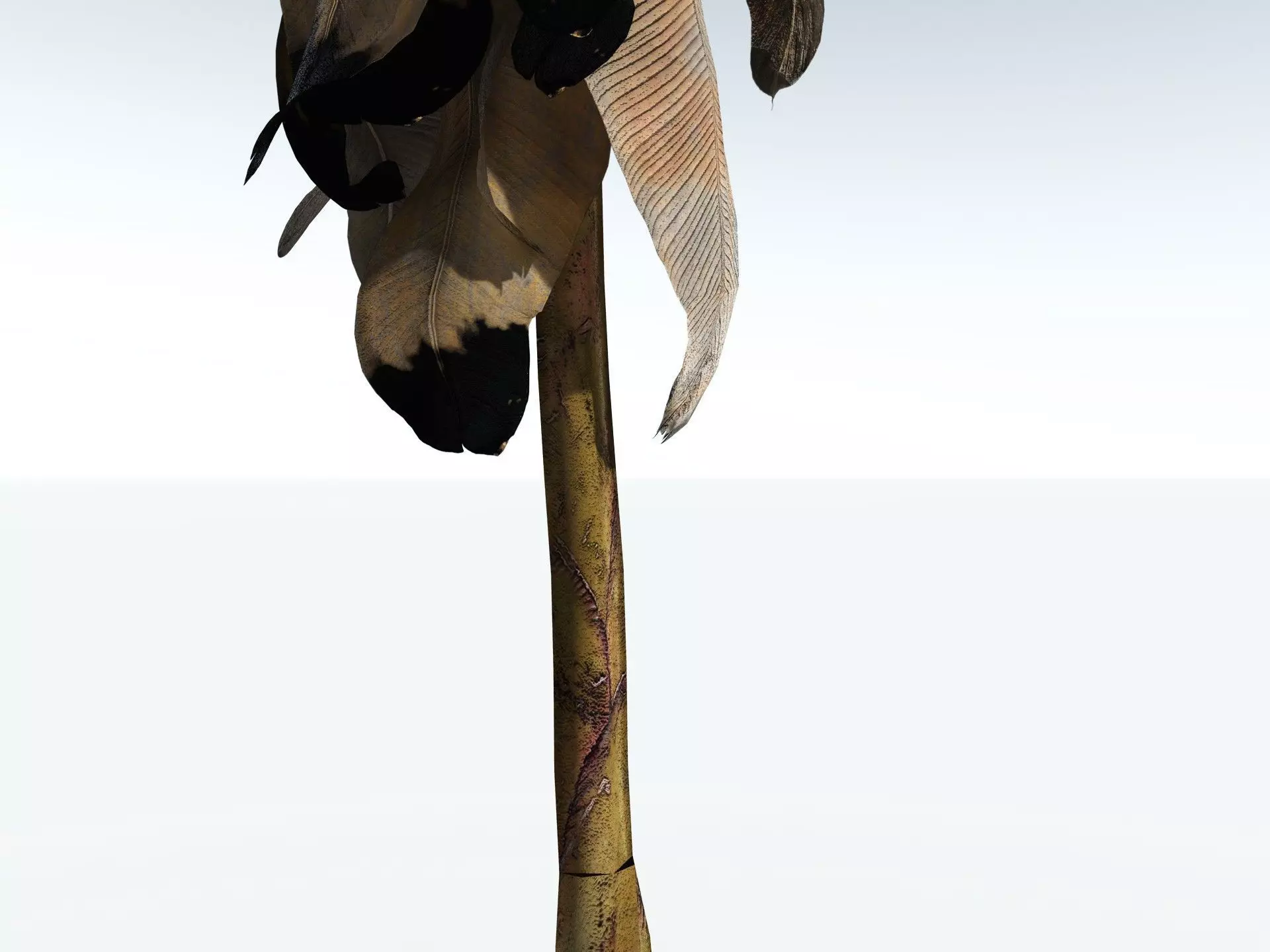 EVERYPlant Banana Plant LowPoly Low-poly 3D model_27