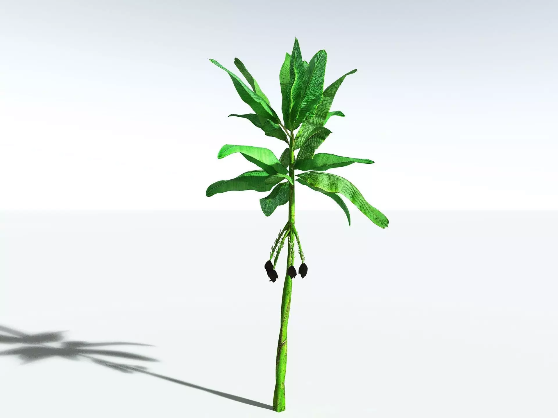 EVERYPlant Banana Plant LowPoly Low-poly 3D model_14