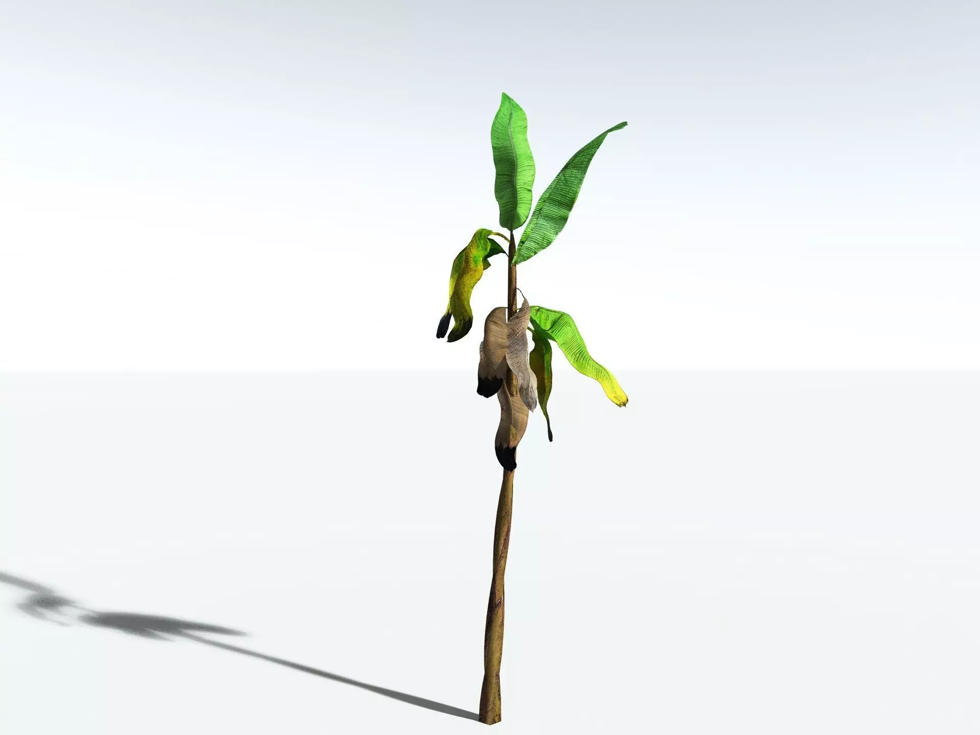 EVERYPlant Banana Plant LowPoly Low-poly 3D model_24