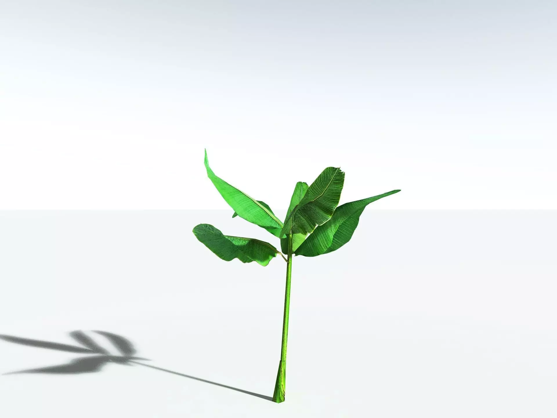 EVERYPlant Banana Plant LowPoly Low-poly 3D model_35
