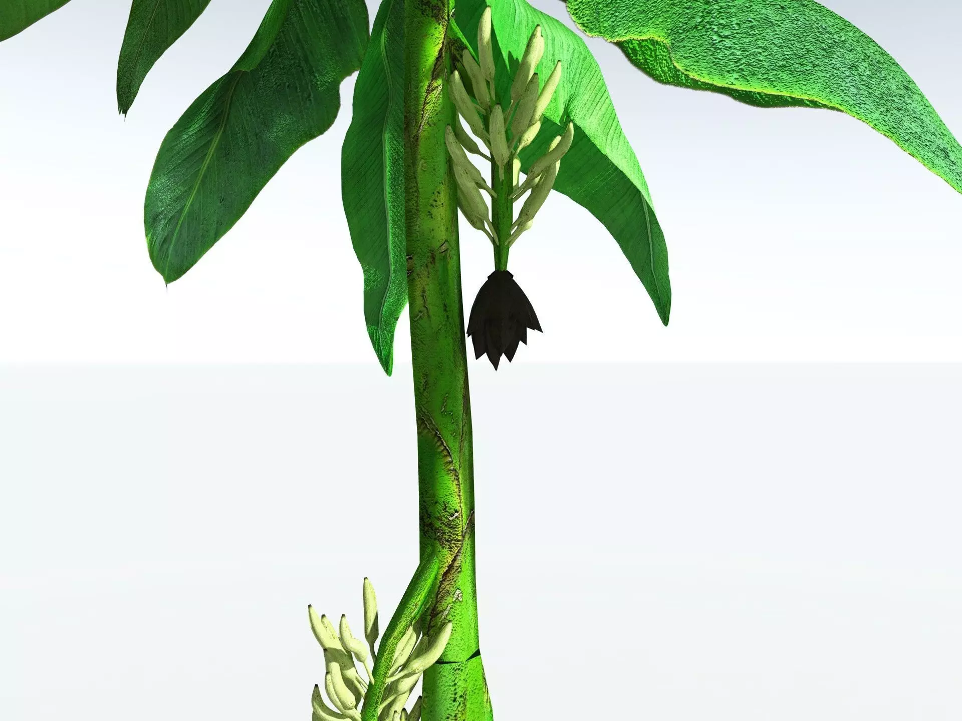 EVERYPlant Banana Plant LowPoly Low-poly 3D model_7
