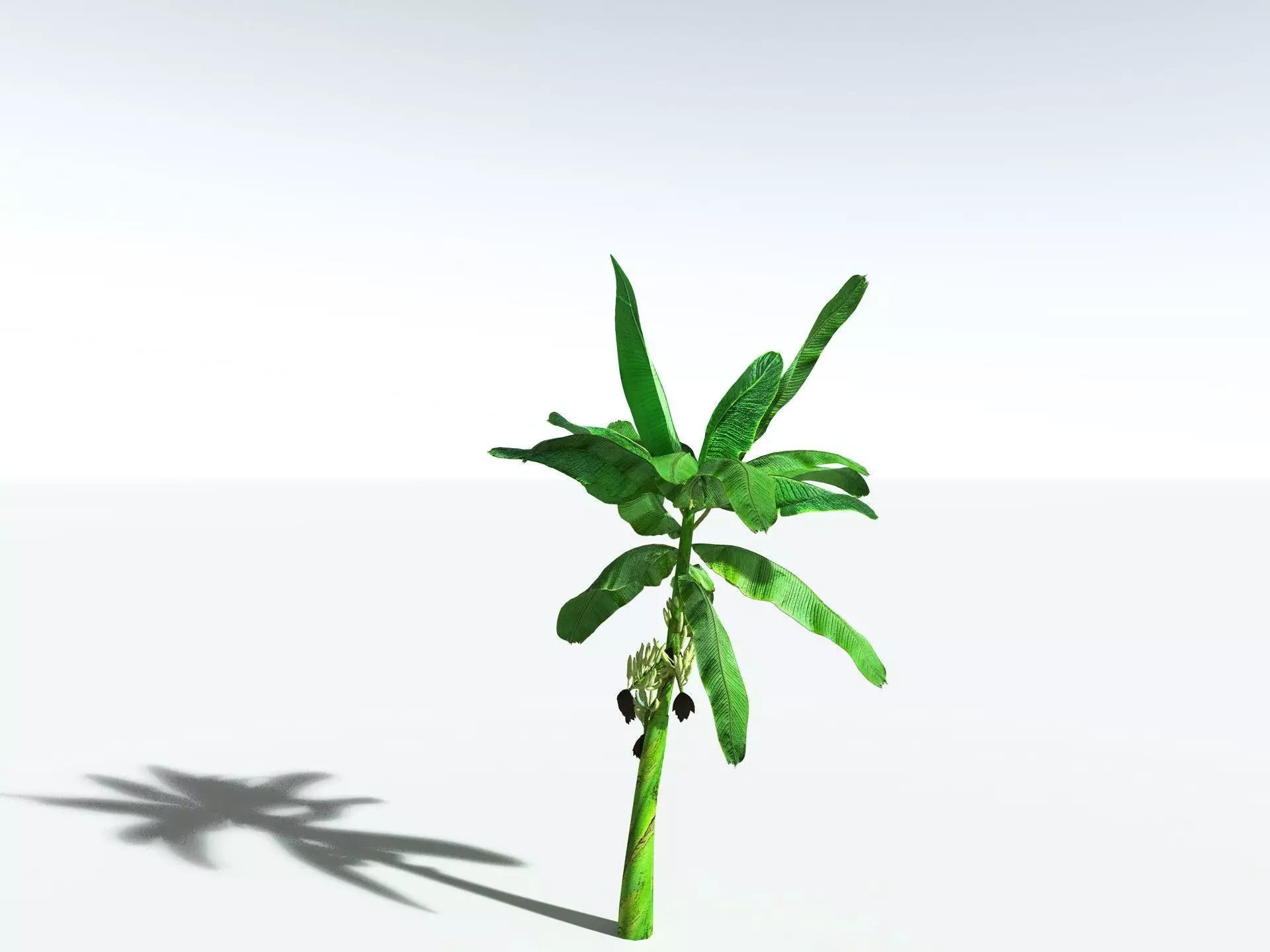 EVERYPlant Banana Plant LowPoly Low-poly 3D model_30