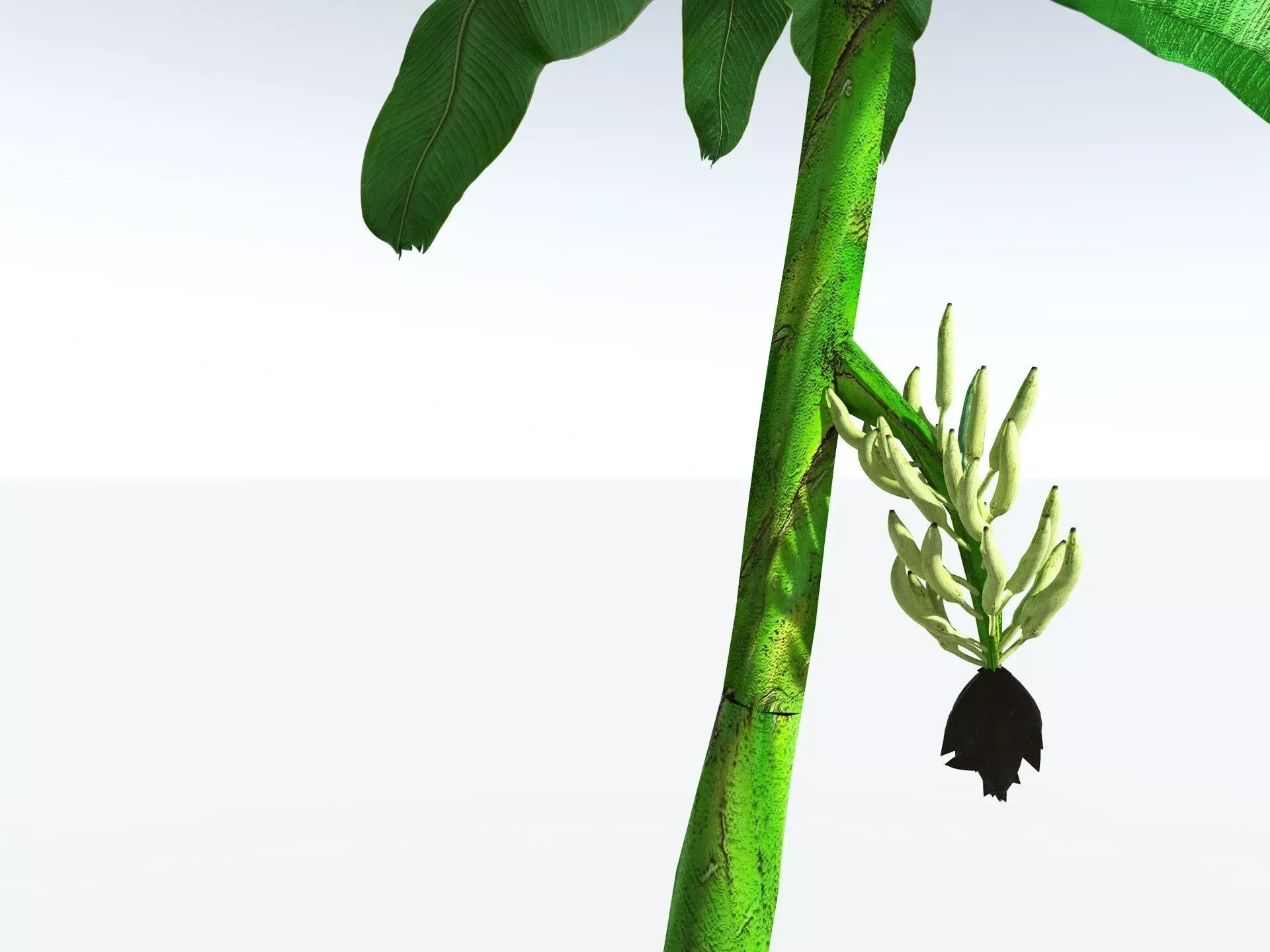 EVERYPlant Banana Plant LowPoly Low-poly 3D model_9