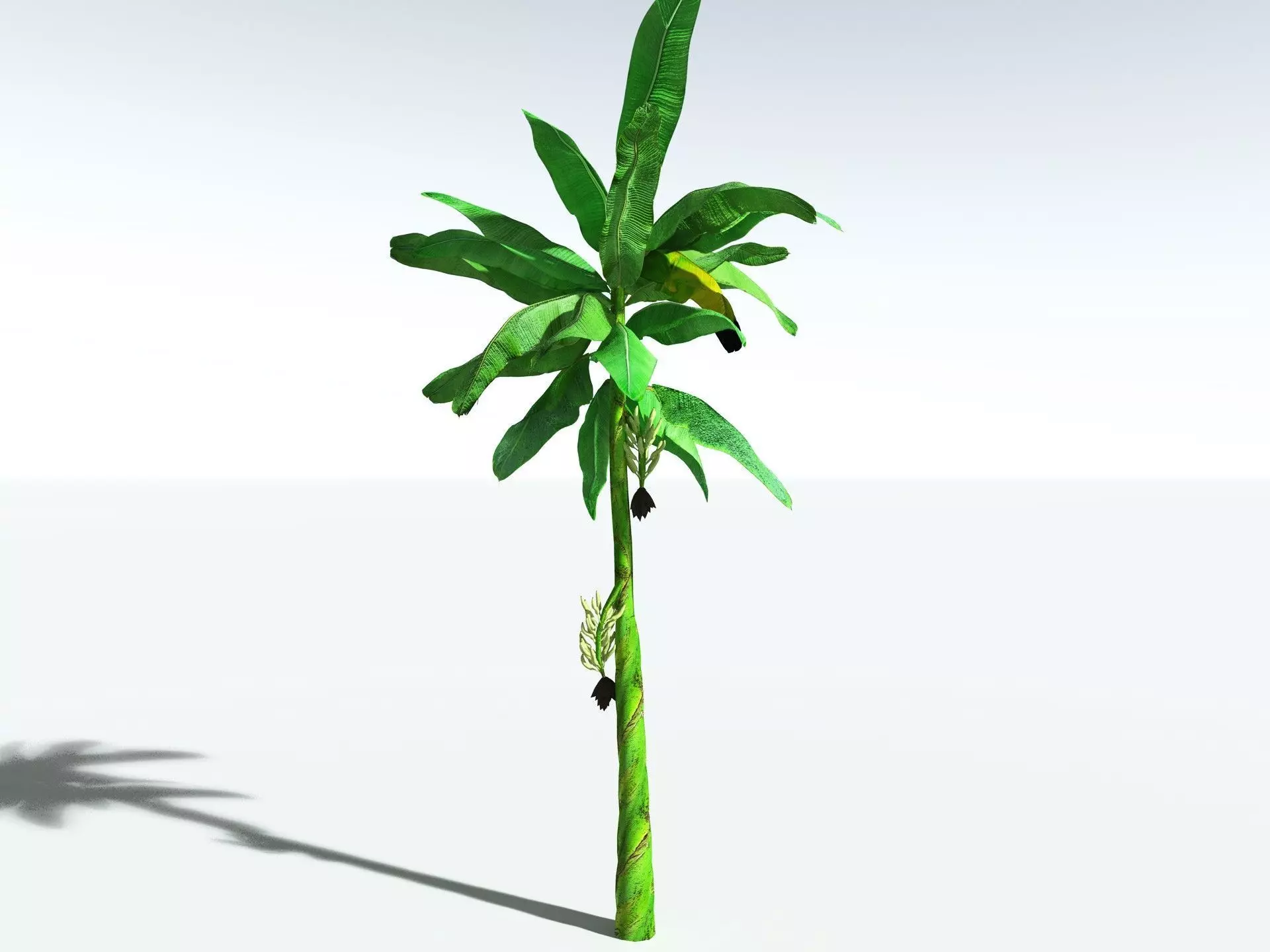 EVERYPlant Banana Plant LowPoly Low-poly 3D model_6