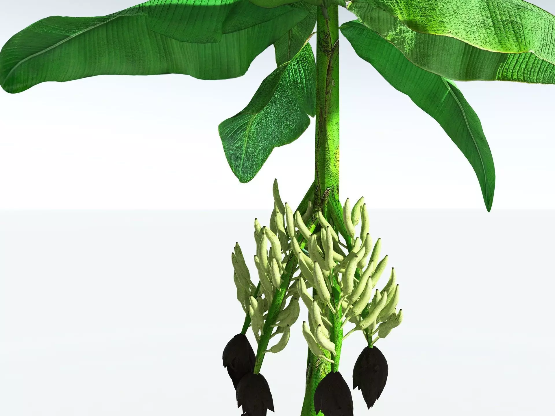 EVERYPlant Banana Plant LowPoly Low-poly 3D model_5