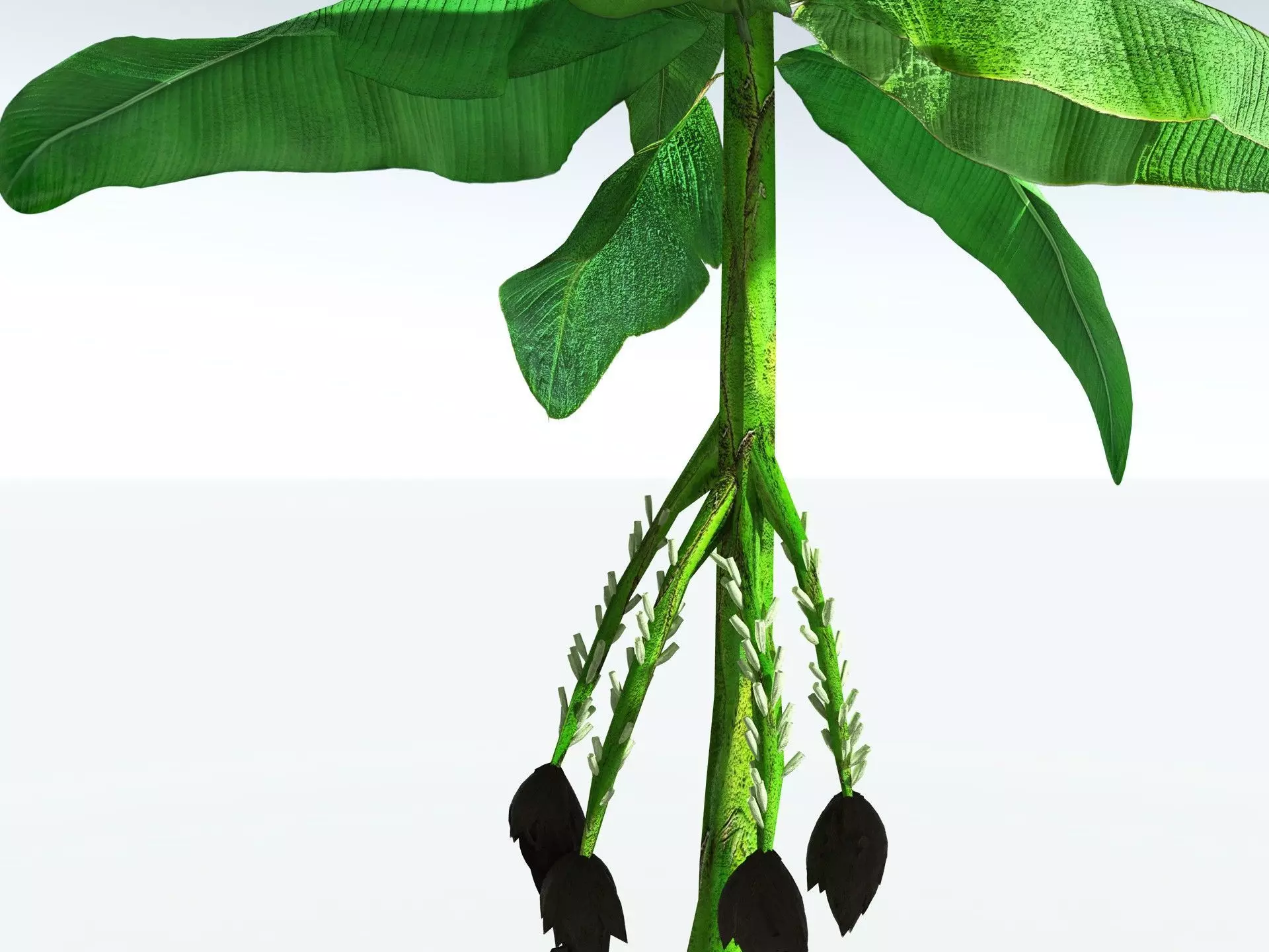 EVERYPlant Banana Plant LowPoly Low-poly 3D model_15