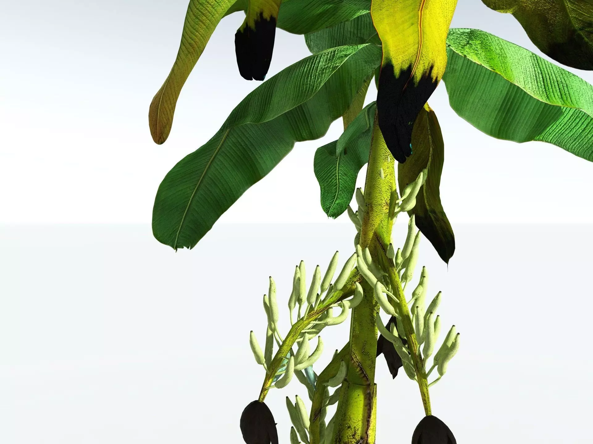 EVERYPlant Banana Plant LowPoly Low-poly 3D model_21