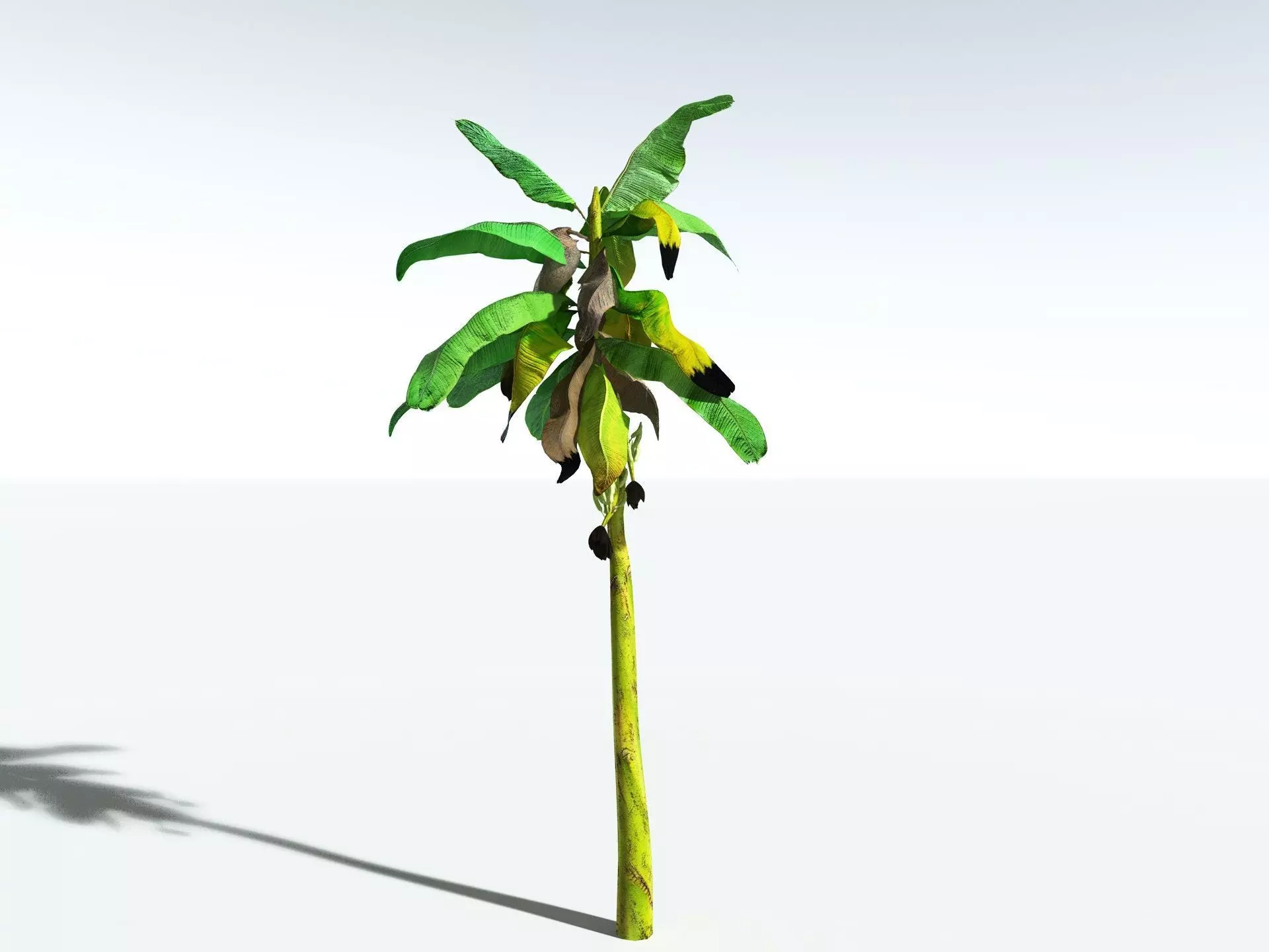 EVERYPlant Banana Plant LowPoly Low-poly 3D model_22