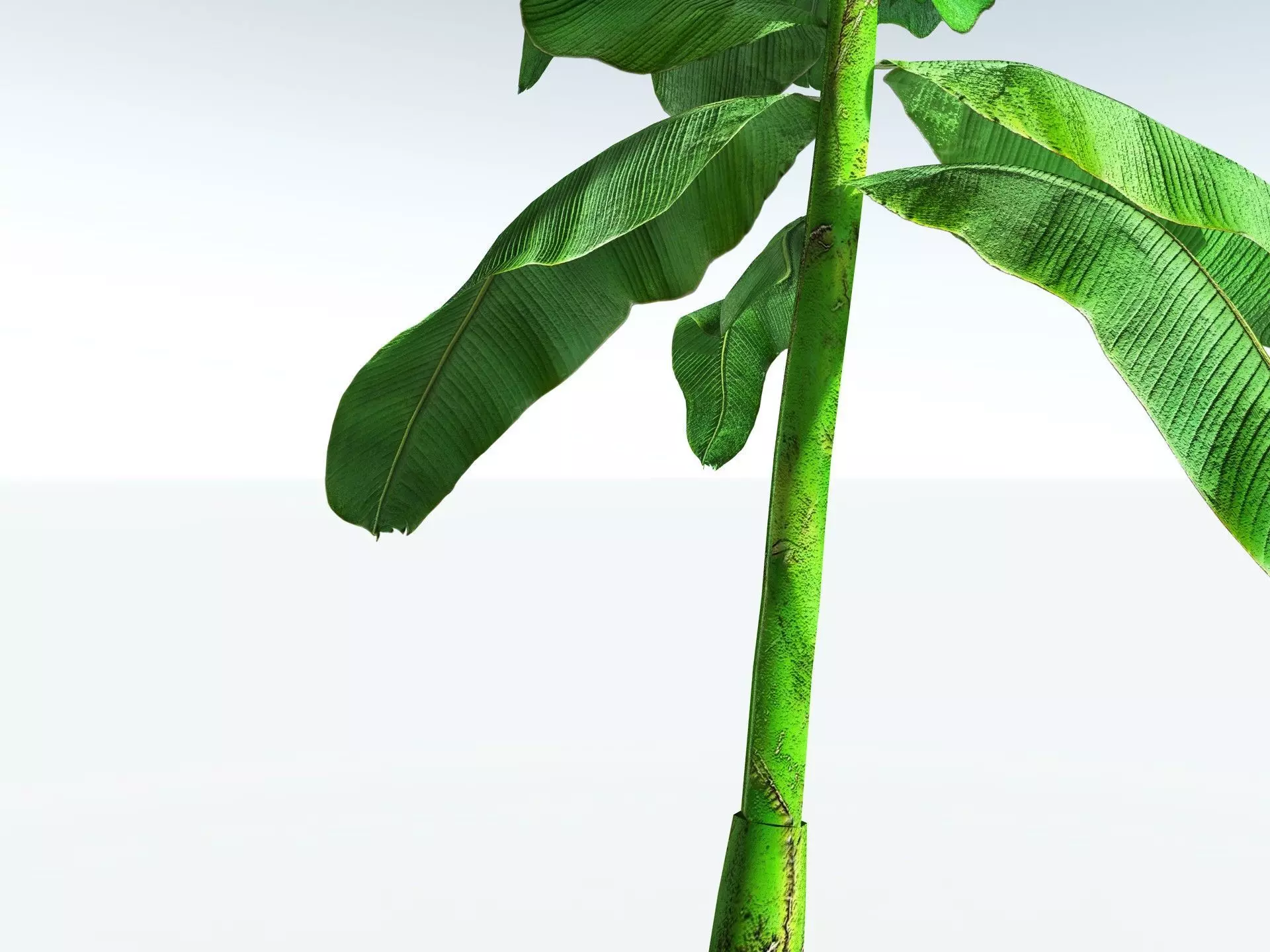 EVERYPlant Banana Plant LowPoly Low-poly 3D model_11