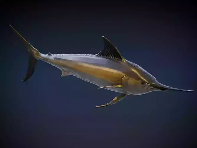 Black marlin