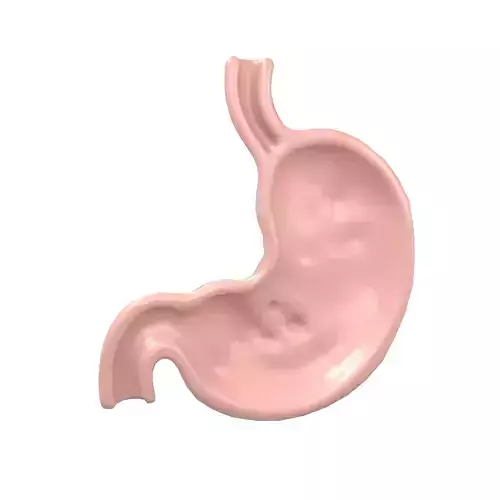 Stomach Half View v1 001