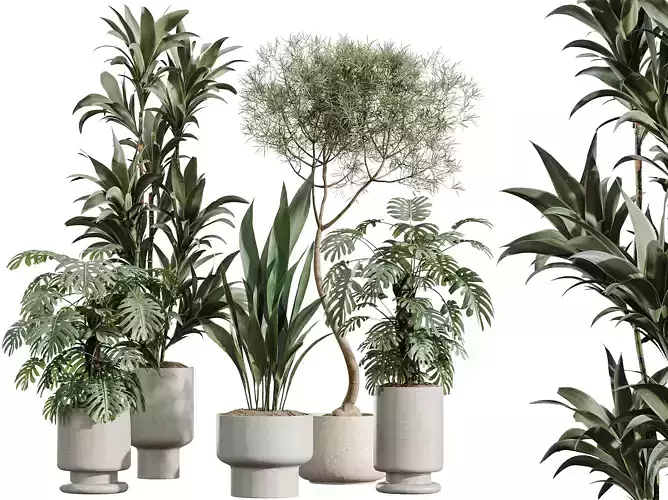 AV Indoor Plants Set 372 Monstera Aspidistra Japandi Warneckii