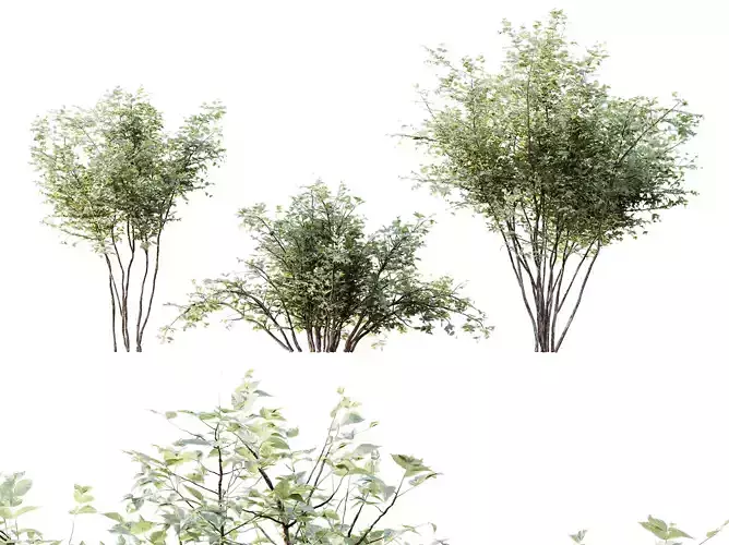 AV Plants Bush Small