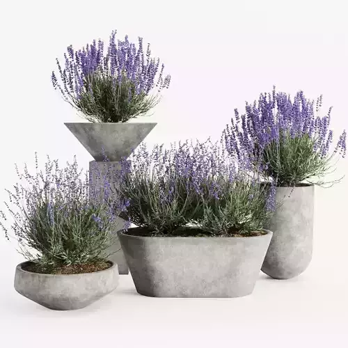 Lavender in Modern Concrete Planters  3D Plant Set