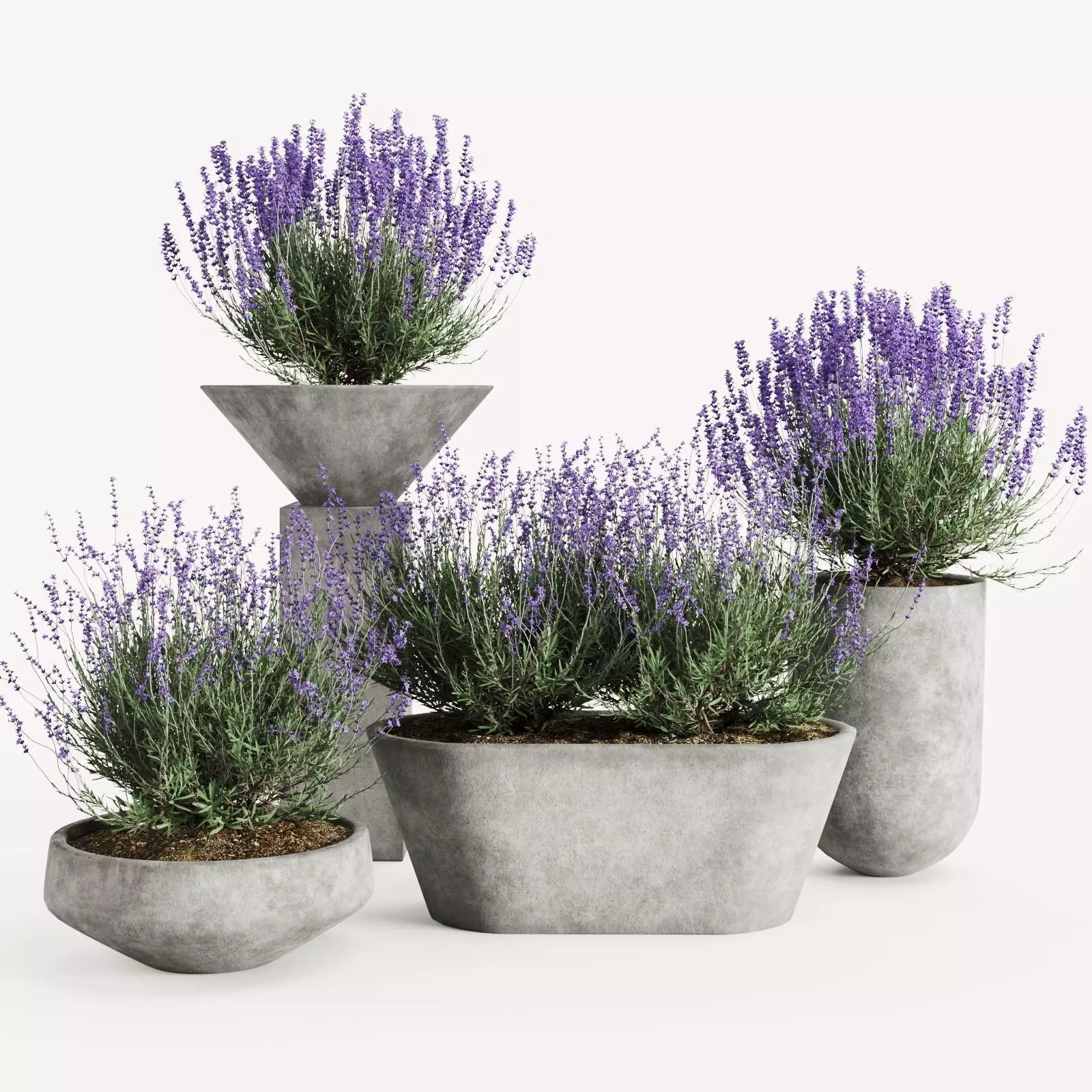 Lavender in Modern Concrete Planters 3D Plant Set 3D model