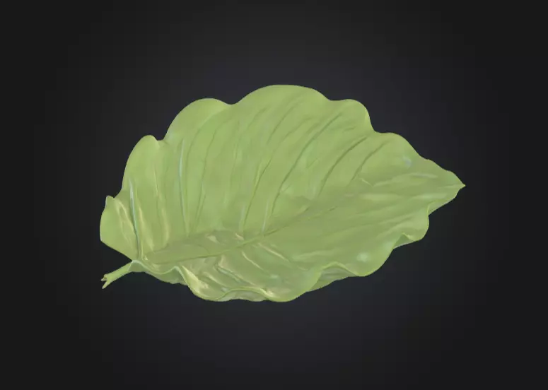 Leaf with Visible Veins 3D print model_4