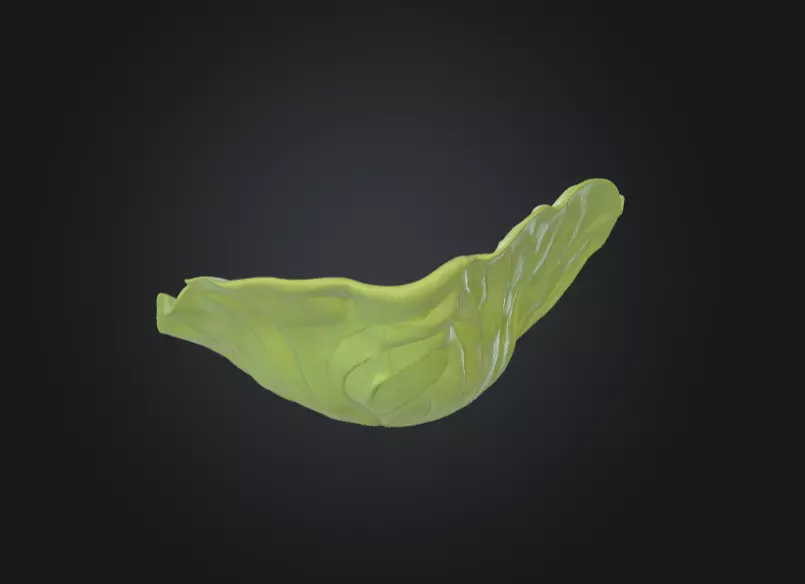 Leaf with Visible Veins 3D print model_7